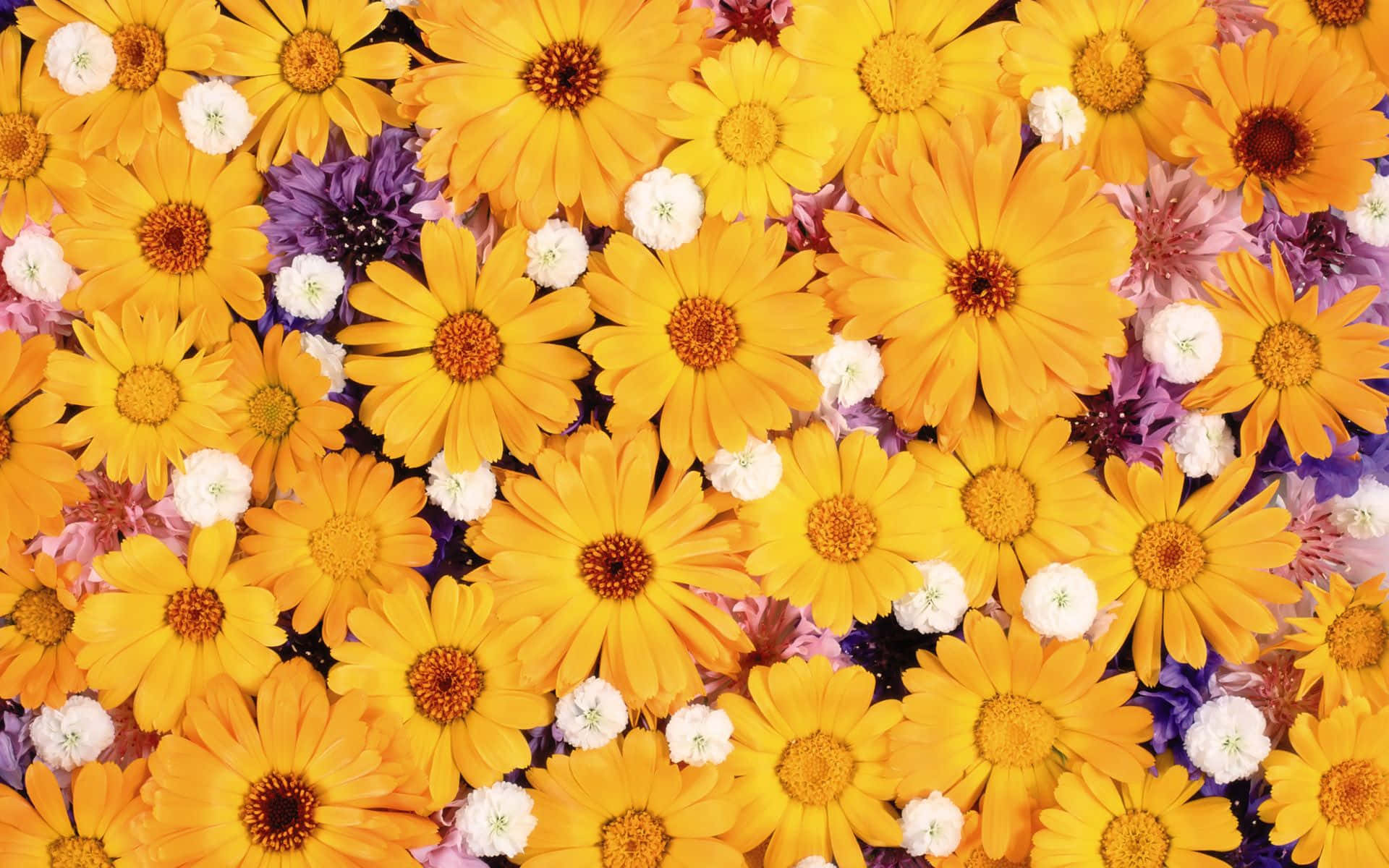 Yellow Daisy 桌布 壁紙 — 鮮黃色雛菊與白色和紫色花朵形成密集多彩的花卉圖案。