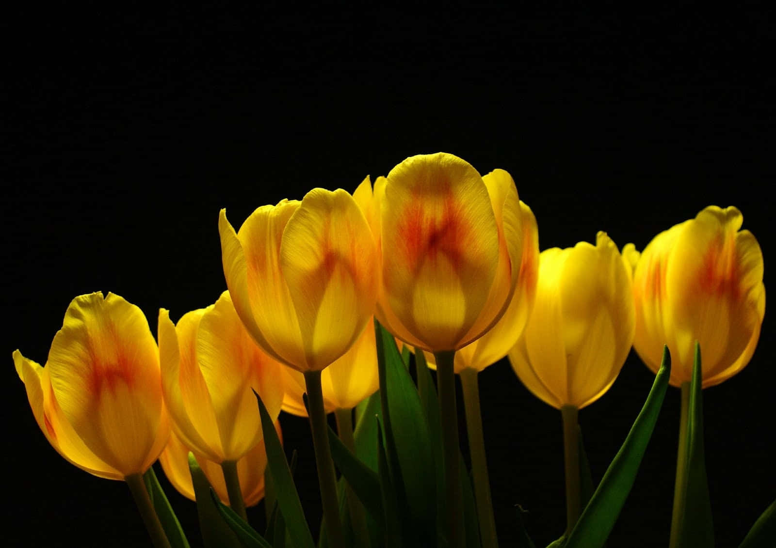 Yellow Tulips 桌布 壁紙 — 鮮黃色鬱金香帶有橙紅色花心，在戲劇性的攝影棚燈光下，於純黑背景中閃耀發光。