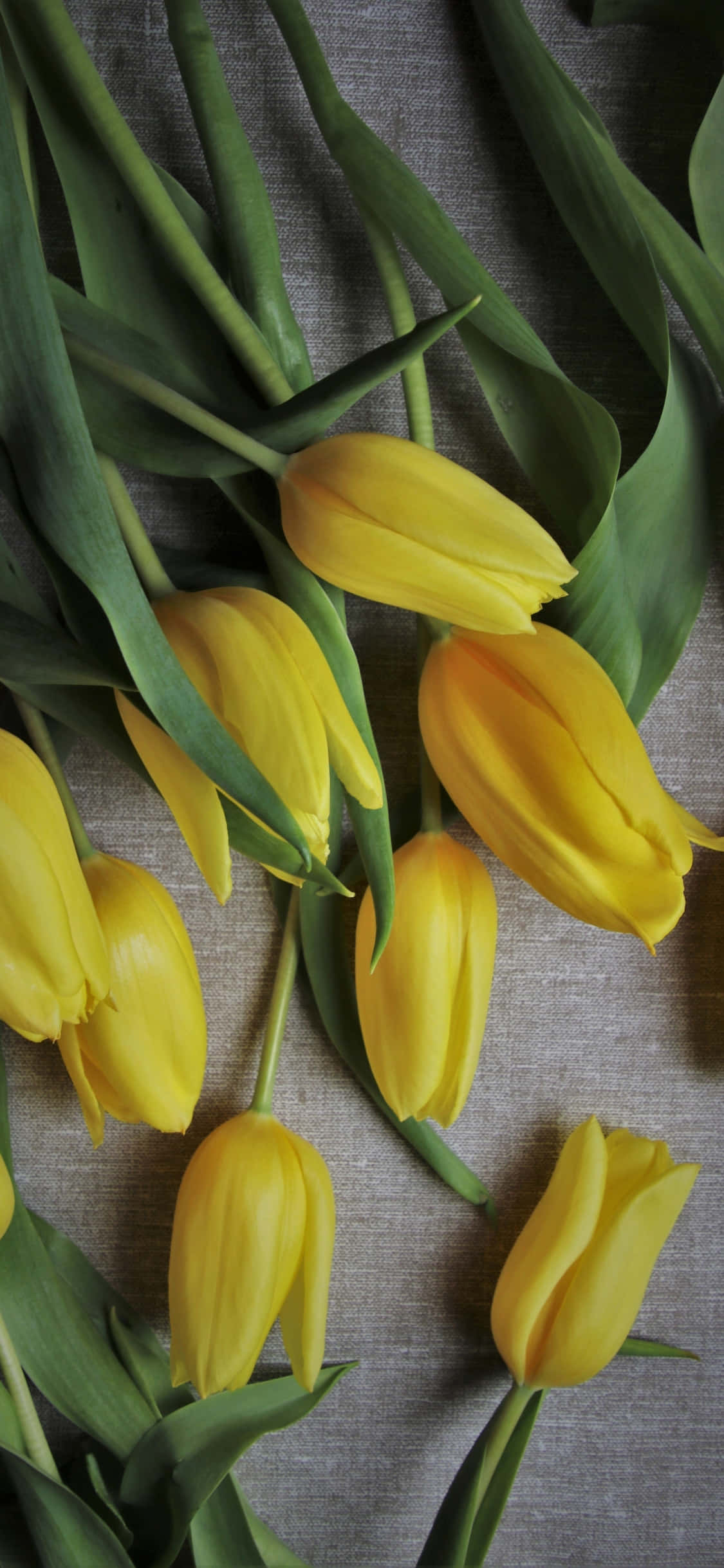 Yellow Tulips 桌布 壁紙 — 鮮黃色鬱金香配綠色莖幹，隨意地放在有紋理的灰色布料表面上。