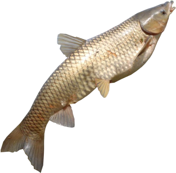 鯉魚向上游動 壁紙 — 一張詳細的照片，拍攝了一條銀鱗魚，帶有半透明的魚鰭，背景是純黑色。