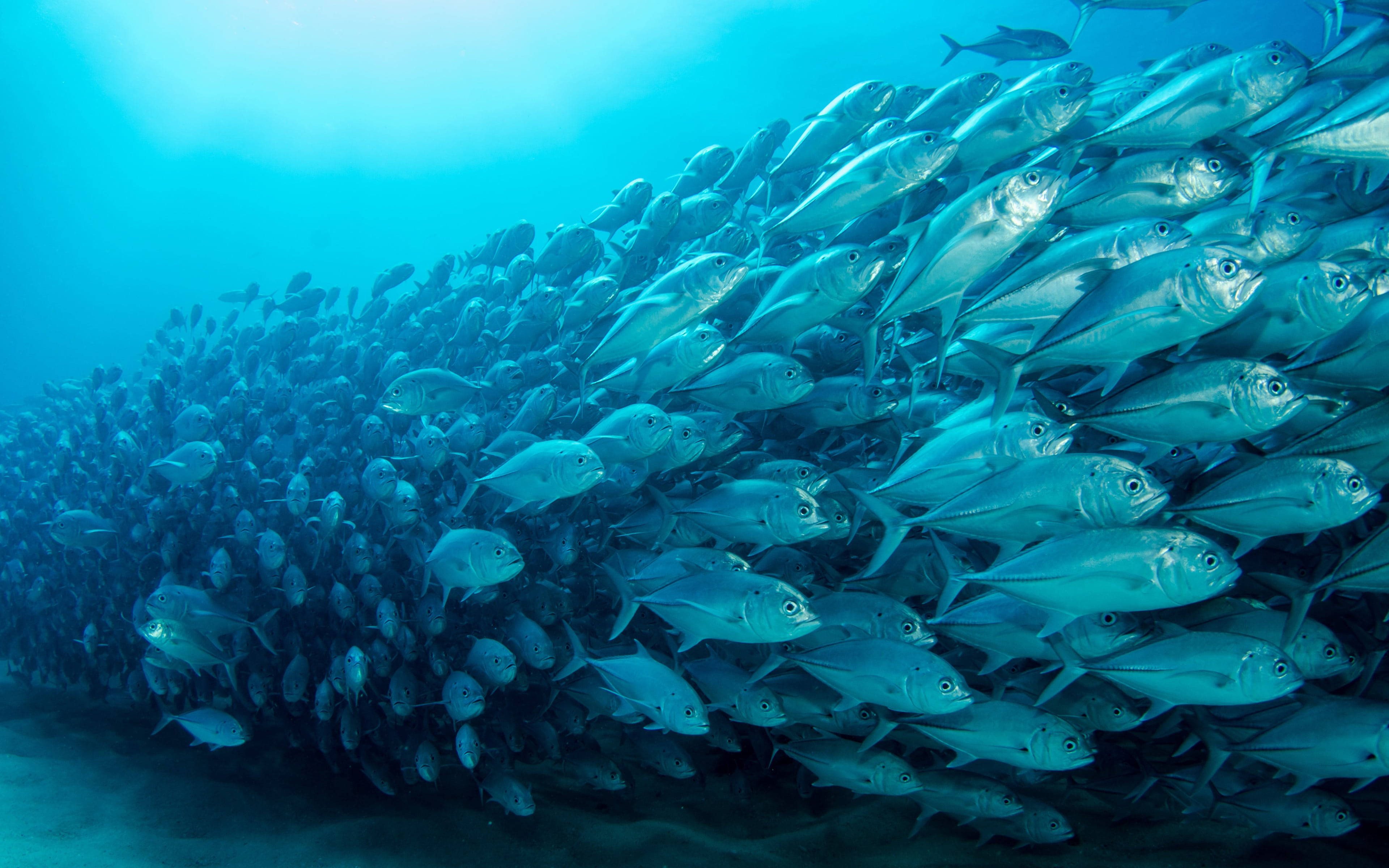 鯖魚群遷徙景象 壁紙 — 一大群銀色魚喺明亮藍色海水下緊密排列游動。