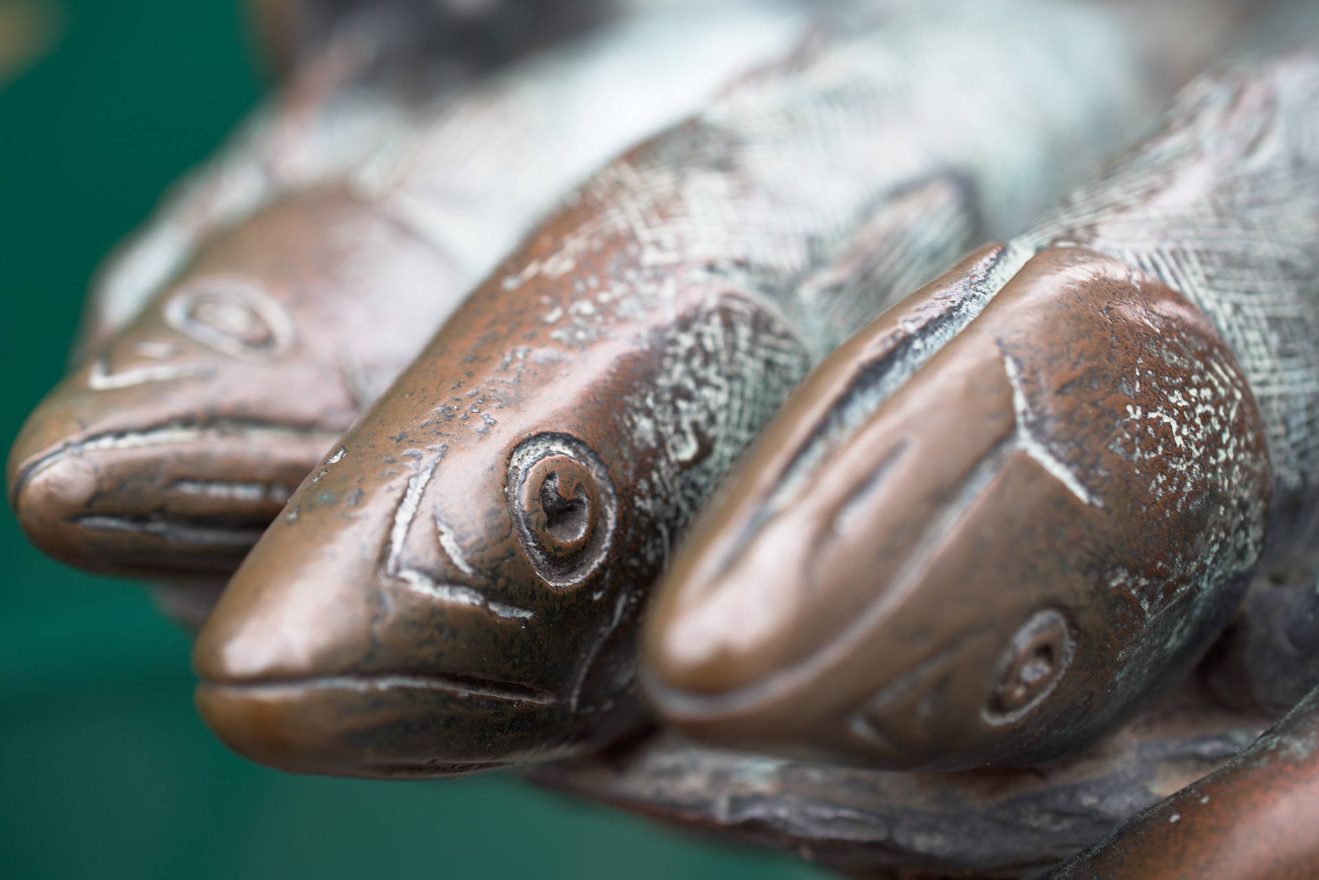 鯡魚頭部特寫 壁紙 — 三個青銅魚雕塑的特寫，帶有細緻的鱗片和風化的銅綠，背景為青綠色。