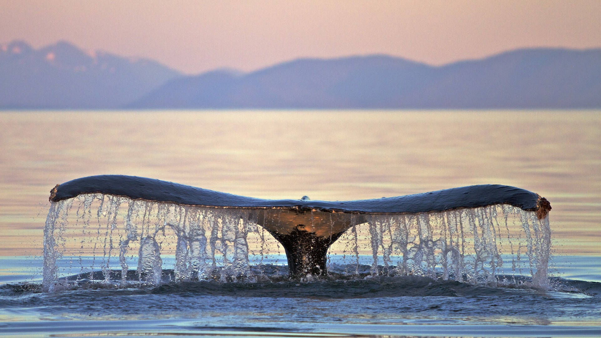 鯨尾即將入水 壁紙 — 座頭鯨巨大的尾巴在日落時猛擊海洋，向遠山濺起閃閃發光的水花。
