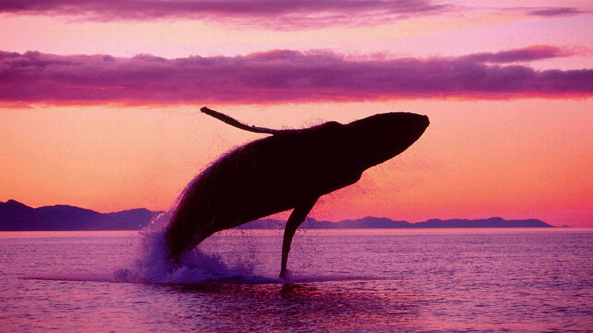 鯨魚於夕陽躍出水面 壁紙 — 一條座頭鯨在平靜的海面上，戲劇性地衝破水面，背景是火熱的粉紅和紫色日落天空。