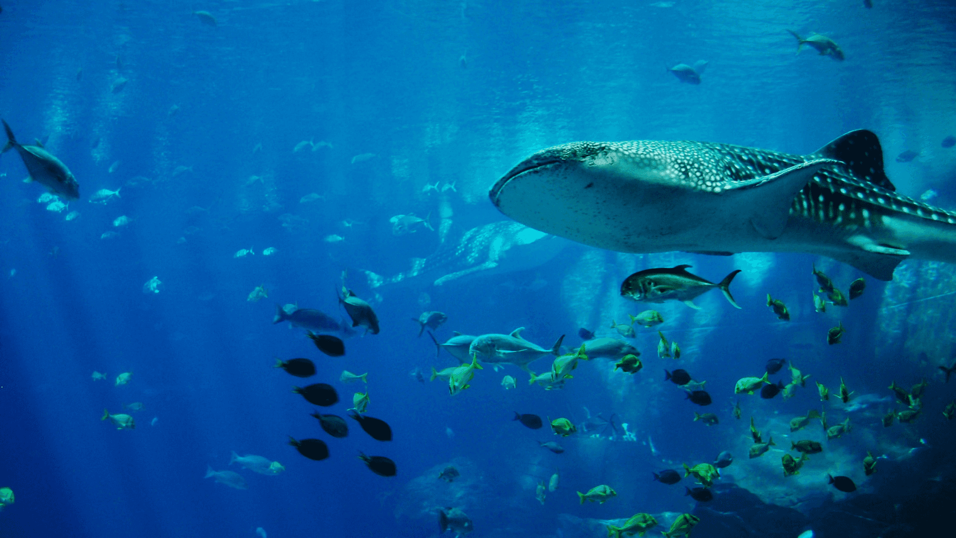 鯨鯊水族館體驗 壁紙