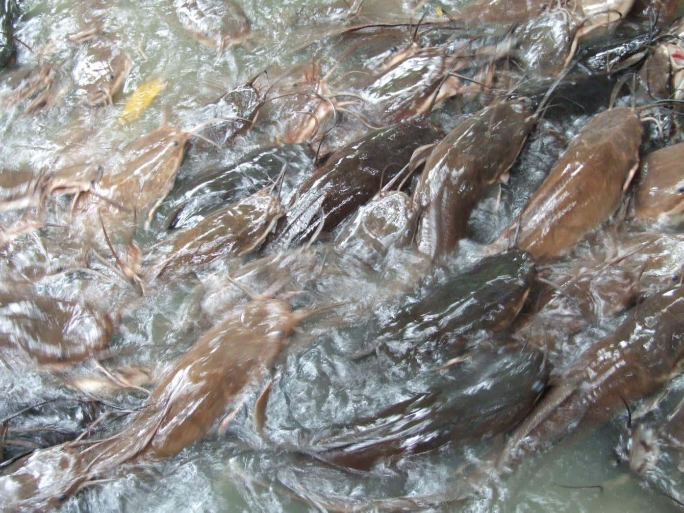 鯰魚從淺溪中出現 壁紙 — 一群密集的棕色鯰魚在渾水中翻騰，激起湍急的漣漪和水花。