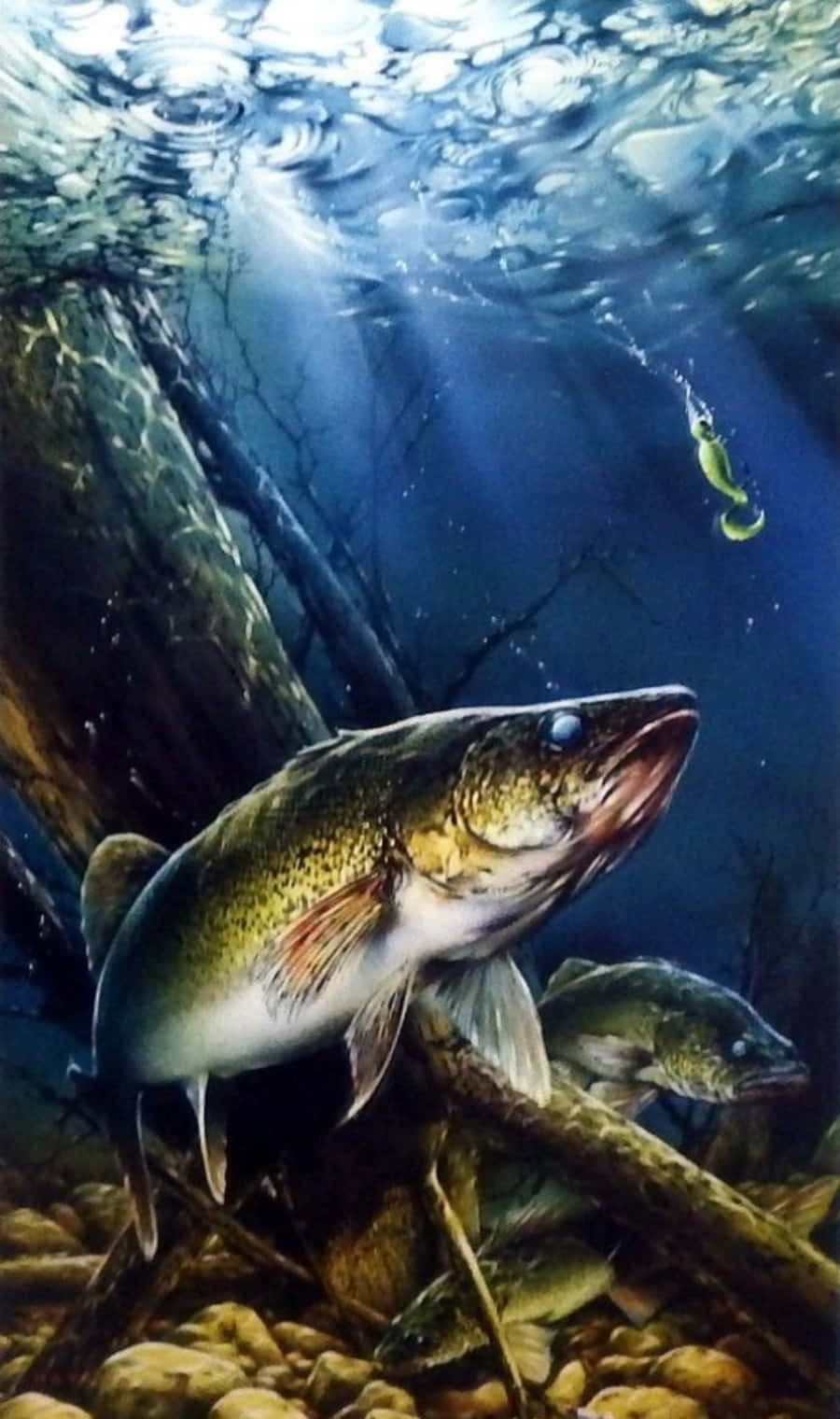 鯰魚躍出岩石湖面 壁紙 — 一條大魚喺陽光照射嘅河床根部附近游水，上面有個魚餌喺清澈藍色水中搖曳。