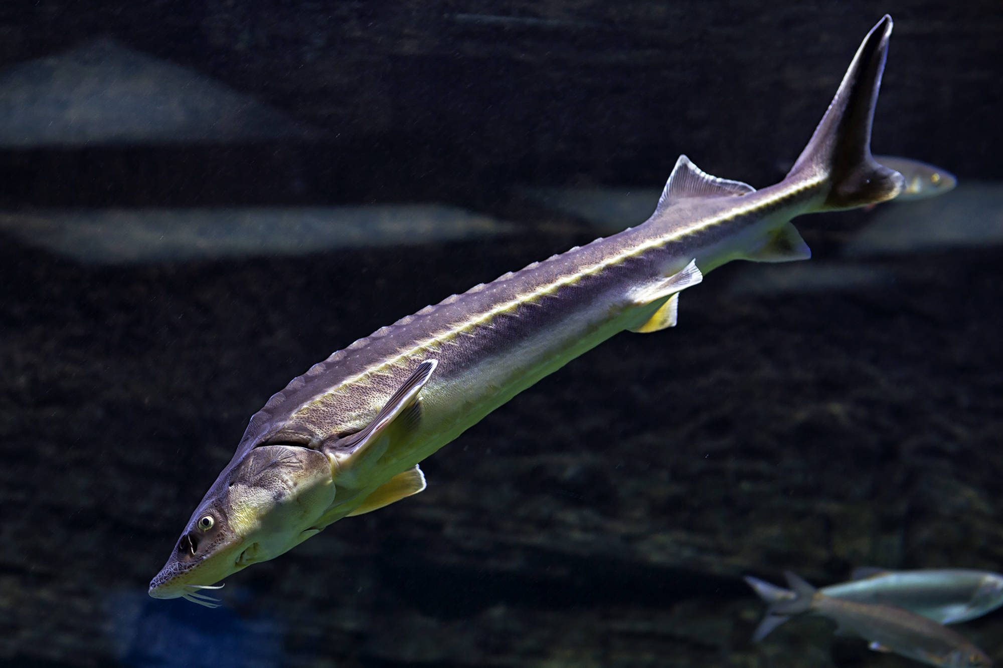 鰭魚俯衝入水 壁紙 — 一條大鱘魚在暗水中優雅地滑行，背景中可見第二條魚。