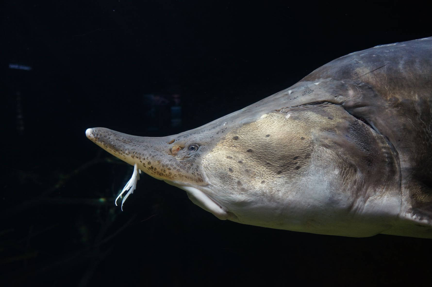 鰭魚側面臉部 壁紙 — 鱘魚在黑暗水中滑行的特寫，其長吻和觸鬚在黑色背景下被照亮。