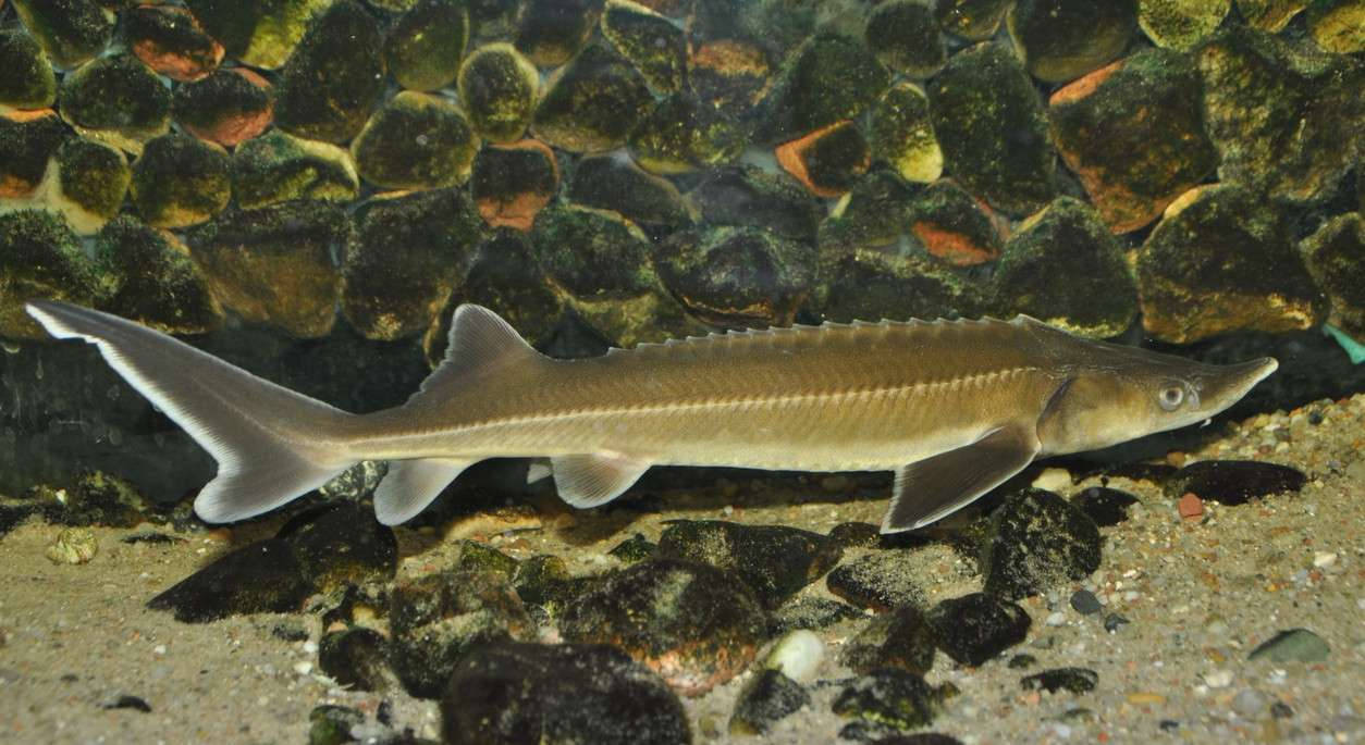 鰭魚近石沙處 壁紙 — 一條鱘魚在清澈的水中優雅地滑過佈滿苔蘚的河石床。