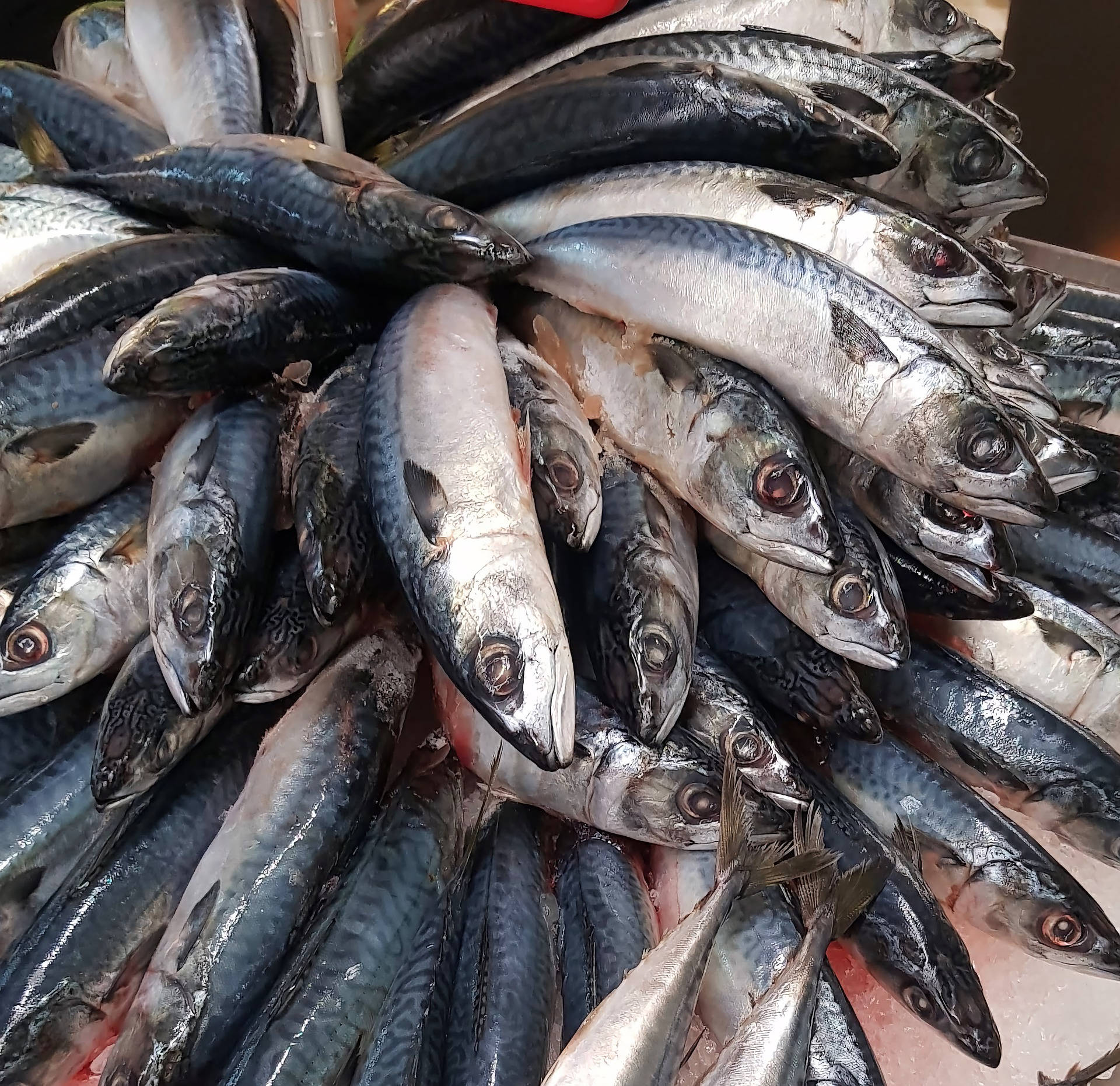 鰹魚漁獲 壁紙 — 一堆新鮮鯖魚的特寫，魚身帶有閃亮的銀色鱗片和紅色眼睛，陳列在市場攤位的冰上。