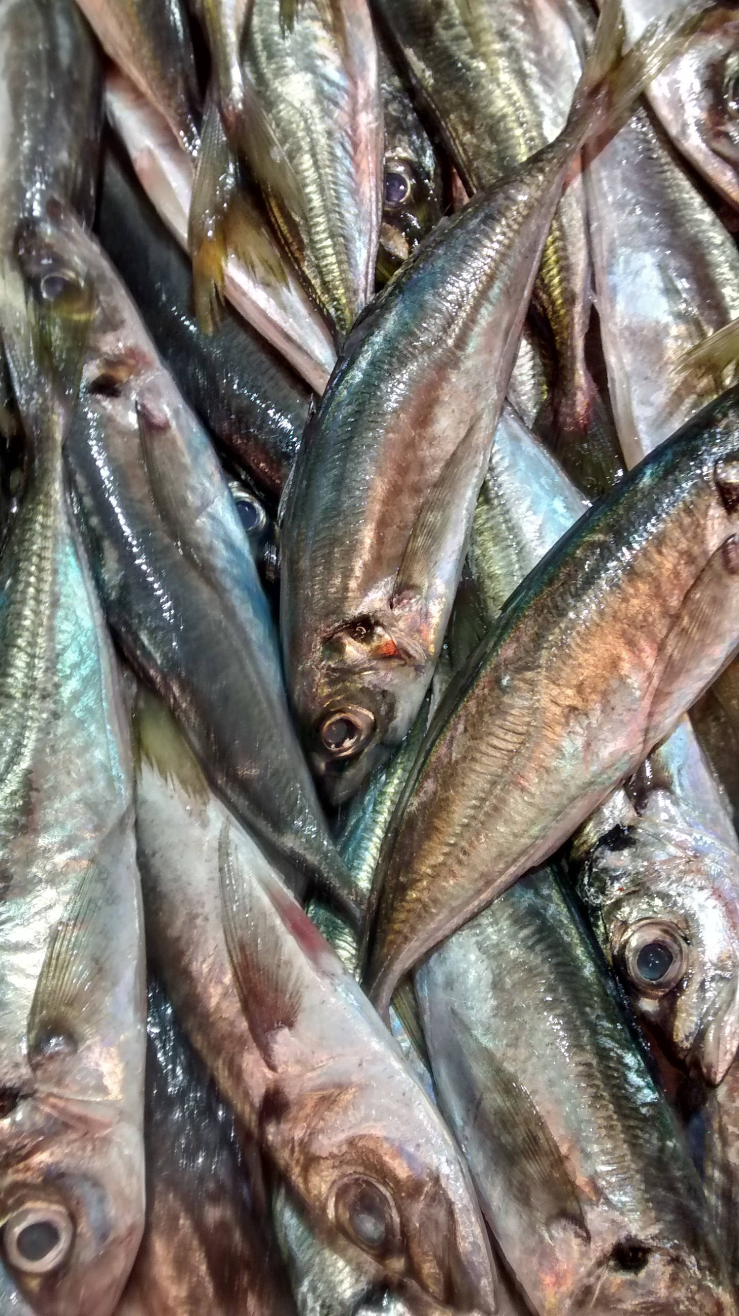 鰹魚漁獲季 壁紙 — 新鮮銀色鯖魚堆疊在一起的近距離特寫，展現閃閃發光的鱗片和細緻的眼睛。