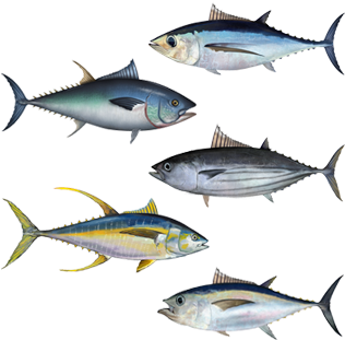 鰹魚種類插畫 壁紙 — 五條詳細嘅吞拿魚，銀色身體同黃色鰭，喺黑色背景上游緊。