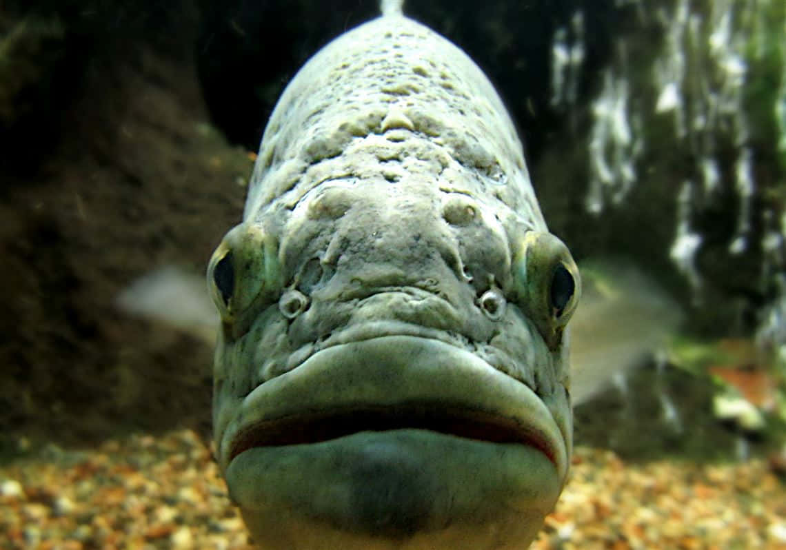 鱒魚正面視圖圖 壁紙 — 一條大魚嘅特寫，有紋理嘅灰色鱗片同凸出嘅眼睛，喺水底直視鏡頭。