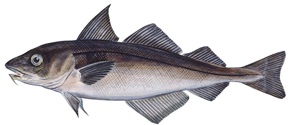 鱒魚解剖數位插畫 壁紙 — 鱈魚的詳細插圖，背部深色，腹部較淺，顯示細鱗和魚鰭。
