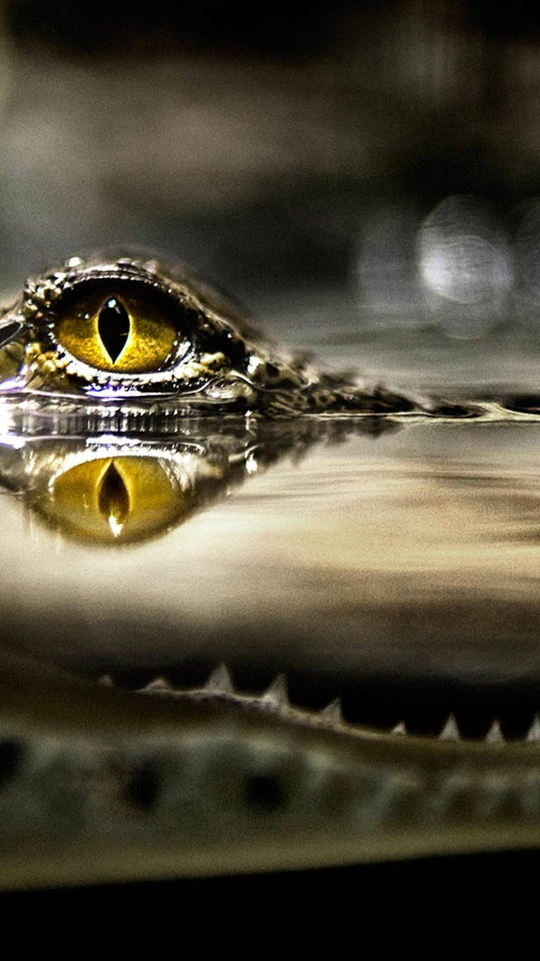 鱷魚眼睛在水面上，帶有銳利的倒影。