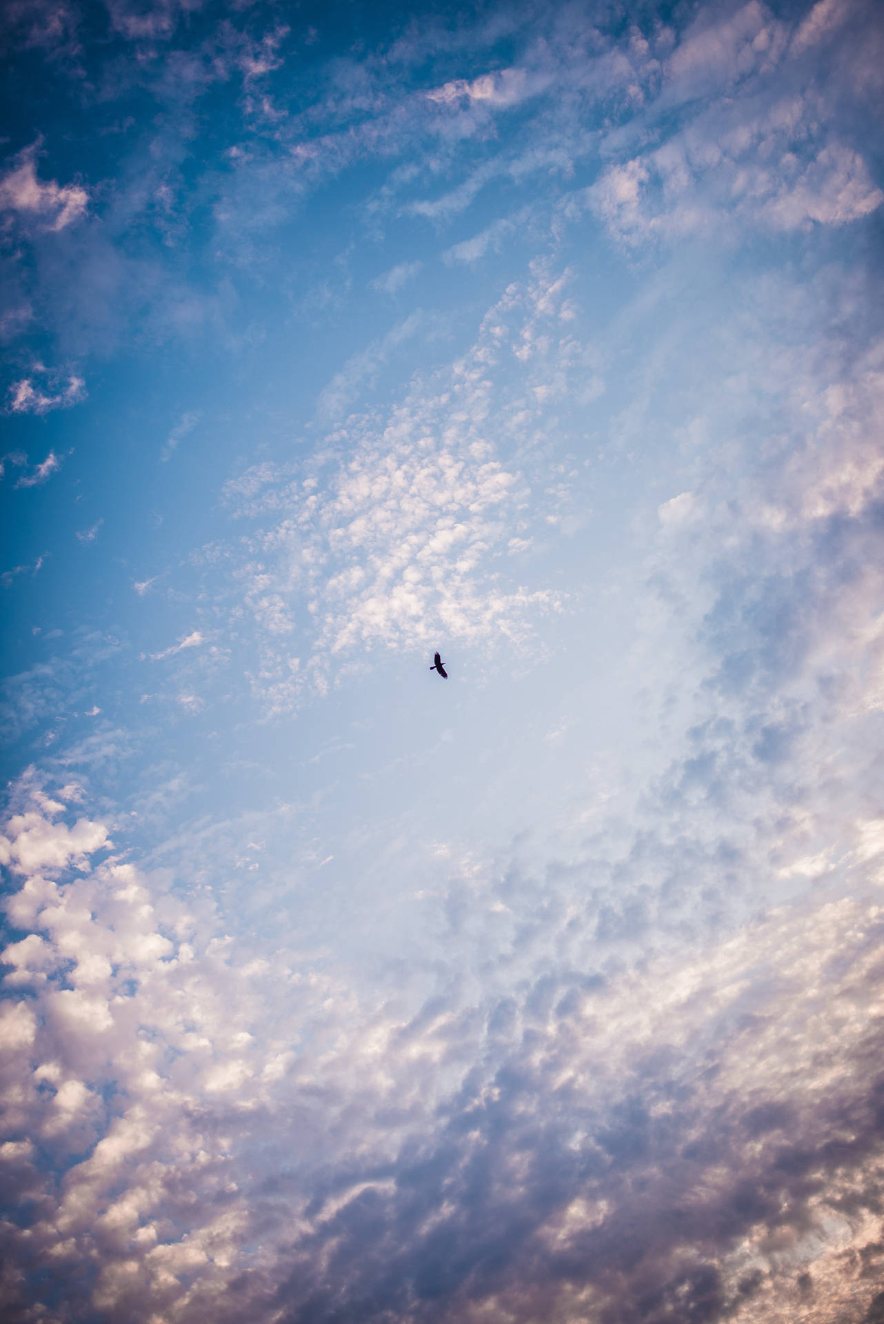 一隻鳥在佈滿雲彩的暮色天空中飛翔。