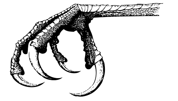 鳥爪插畫