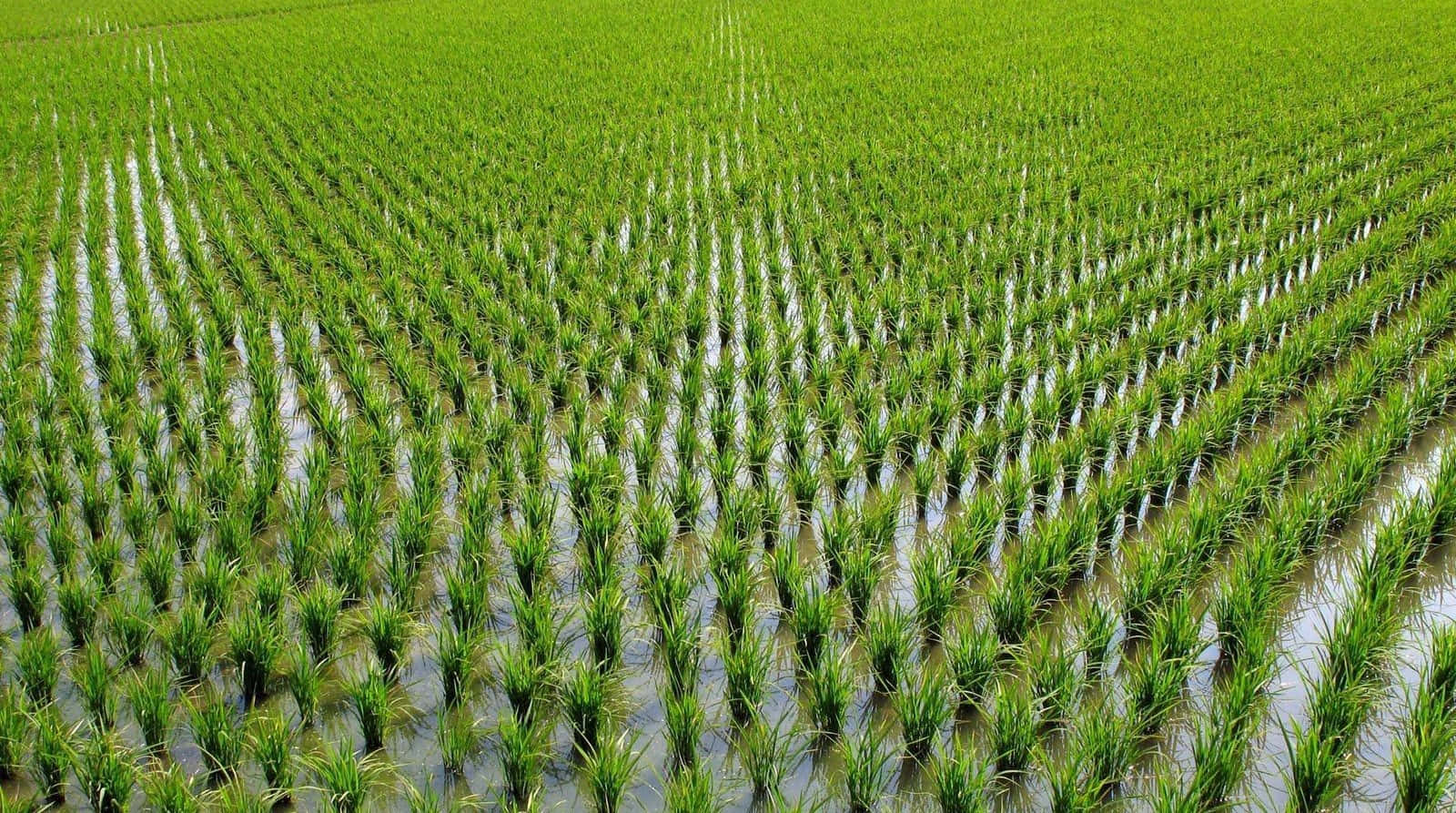 Farming 桌布 壁紙 — 鳥瞰圖：翠綠稻田中完美排列的秧苗，在淺水中倒映，沐浴在明亮的日光下。