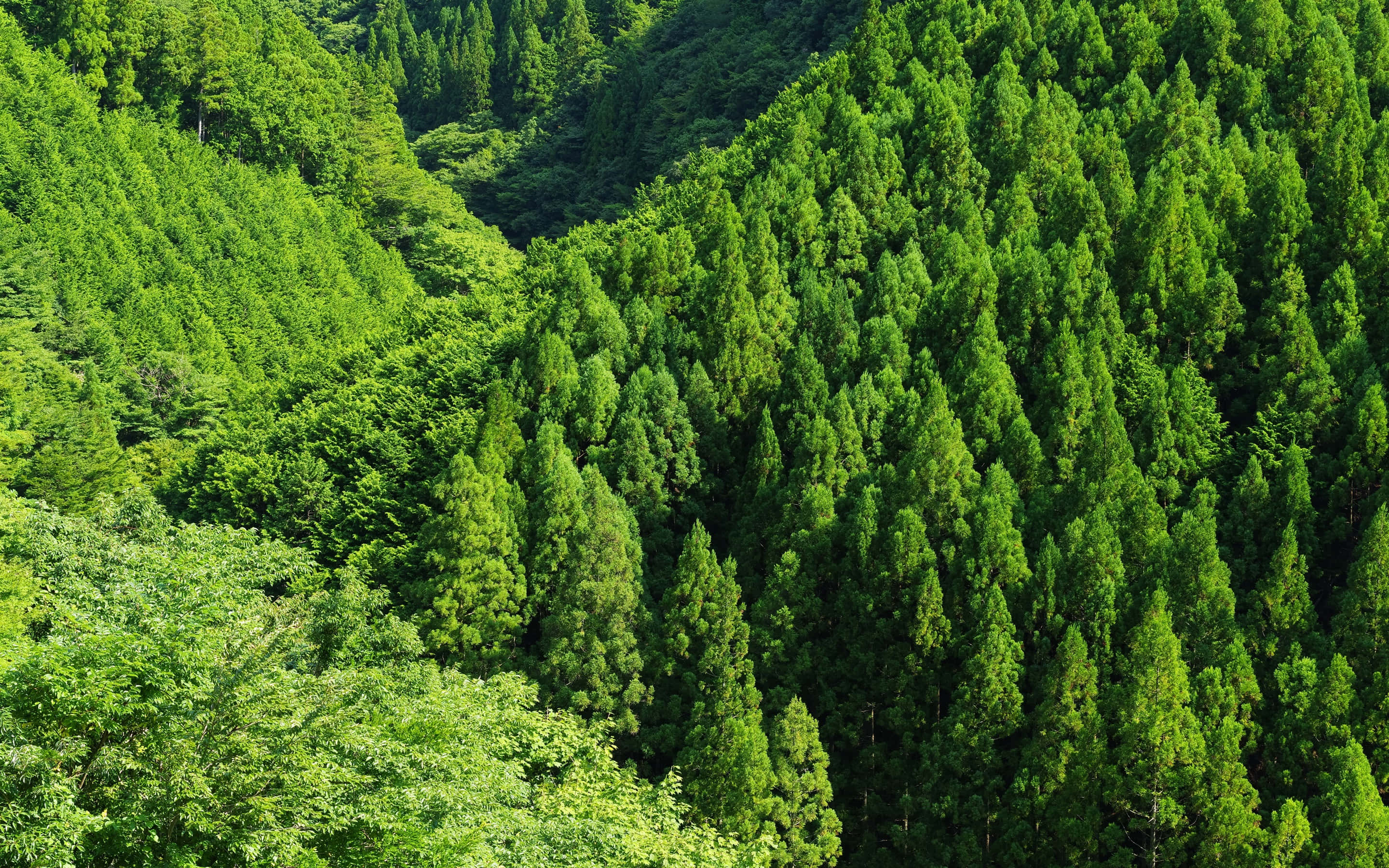 Green Forest 桌布 壁紙 — 鳥瞰茂密嘅綠色針葉林覆蓋住起伏嘅山坡，喺明亮嘅日光下。
