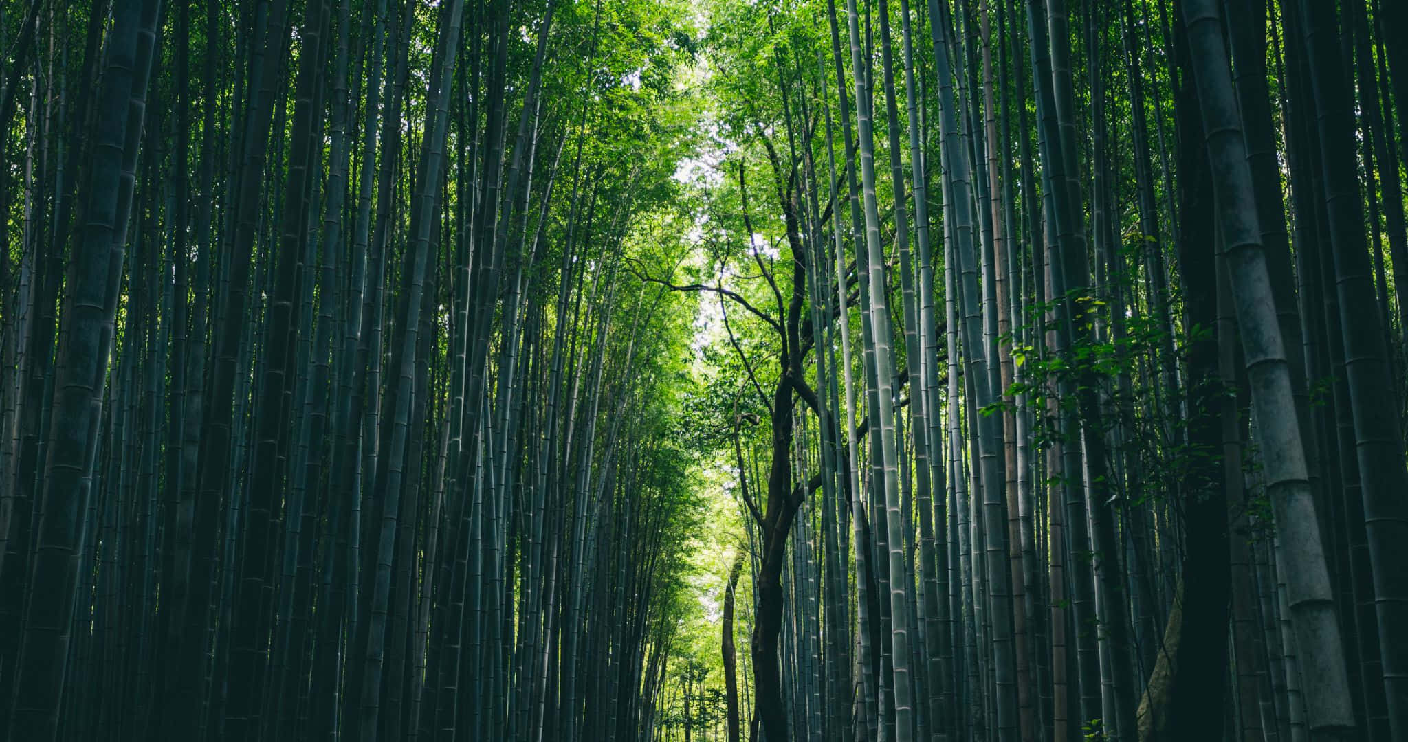 高大的竹莖營造出寧靜的森林樹冠，陽光斑駁。