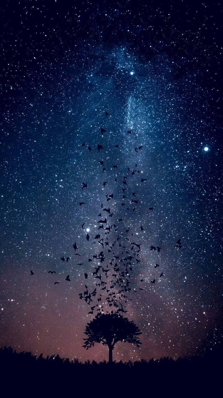 樹的剪影，鳥兒在星空夜幕下向上飛翔。