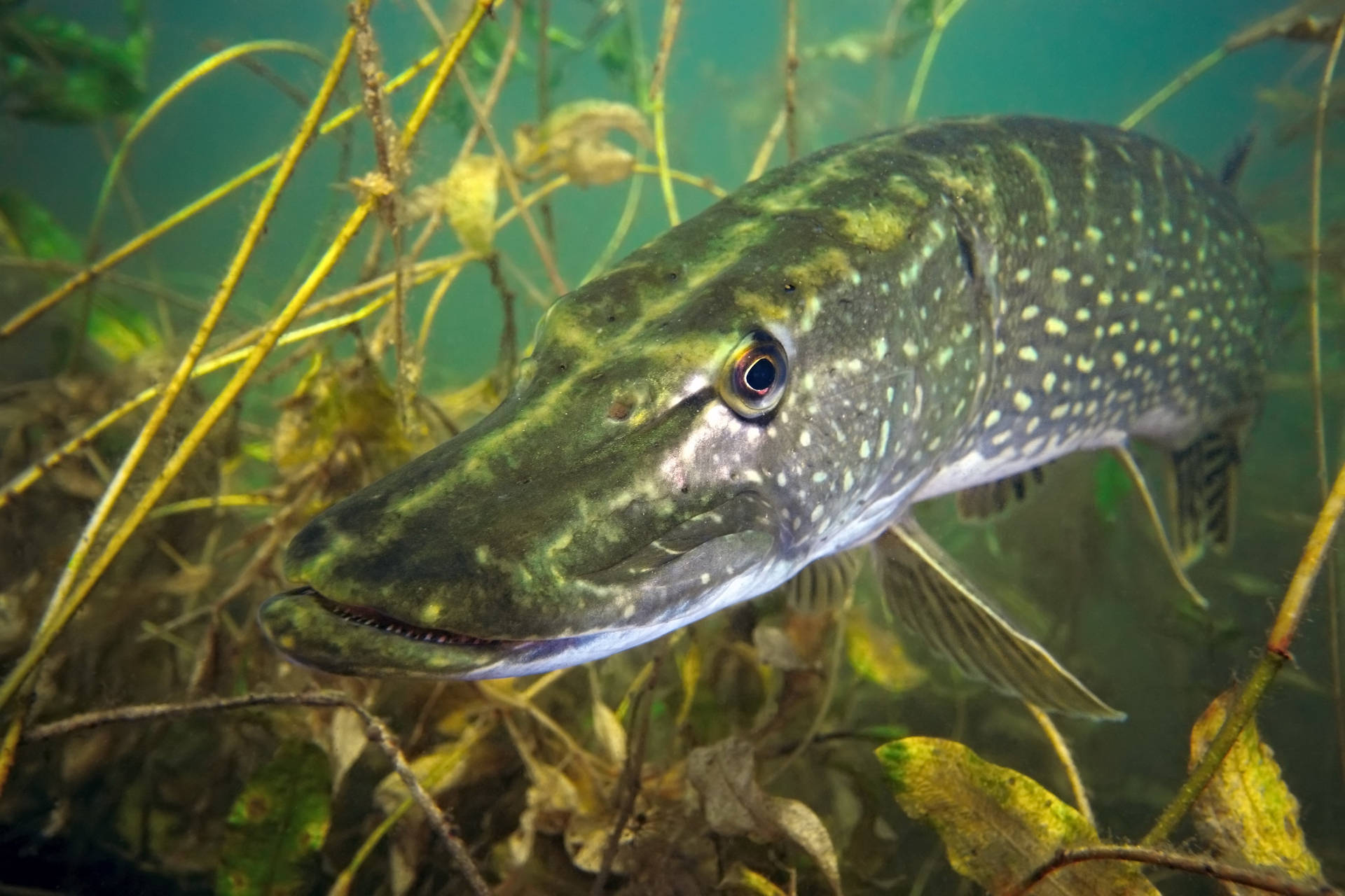 一條狗魚在水下蘆葦和樹葉間游動。