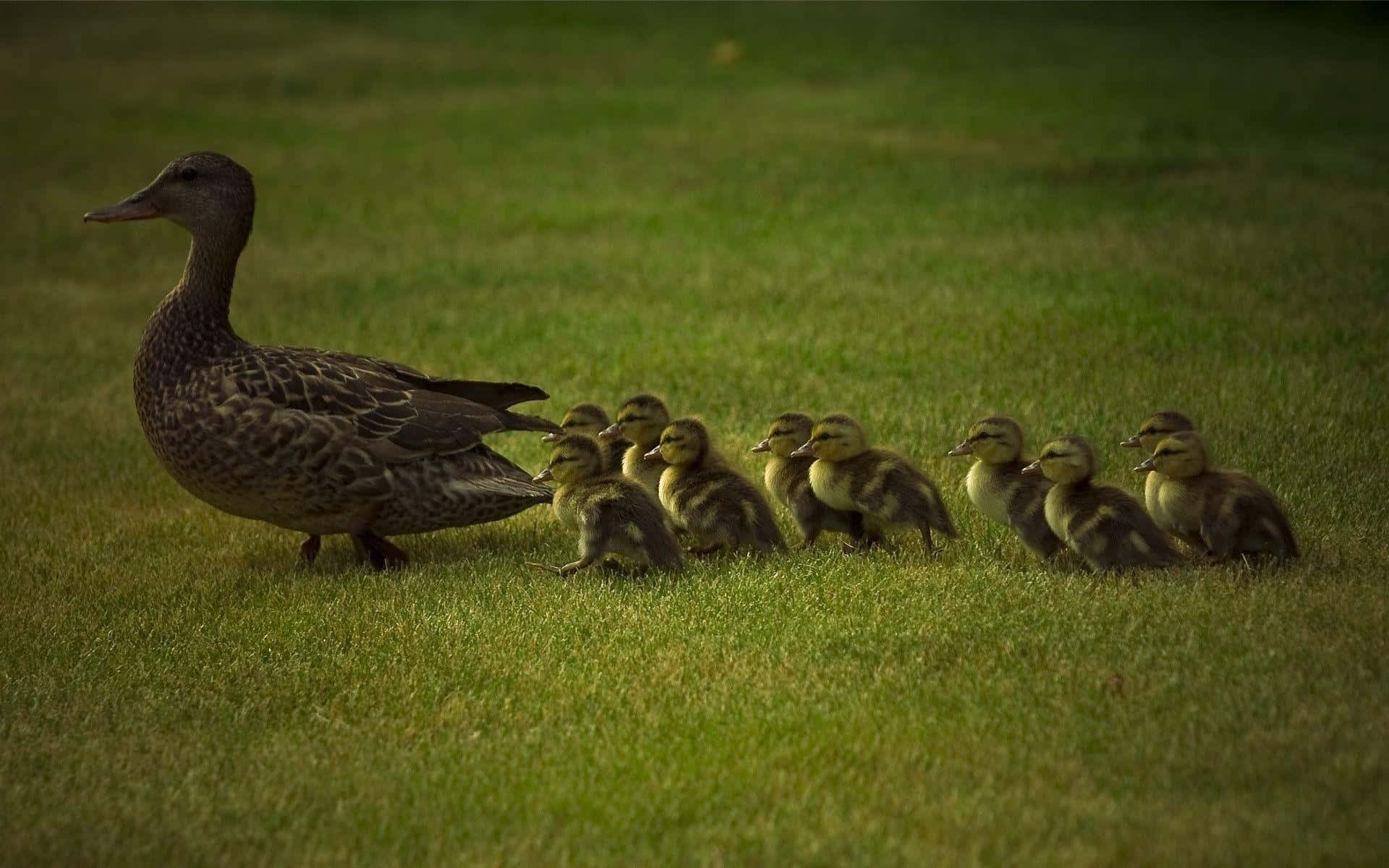 Cute Duck 桌布 壁紙 — 鴨媽媽帶領著一排毛茸茸的黃色小鴨，穿過陽光普照的綠色草坪。
