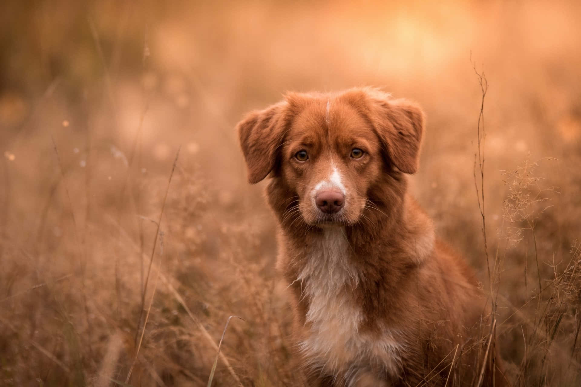 鴨毛尋回犬犬種圖片 壁紙 — 一隻新斯科舍誘鴨尋回犬坐在金色草地上，沐浴在溫暖的日落光線中，背景柔和散景。