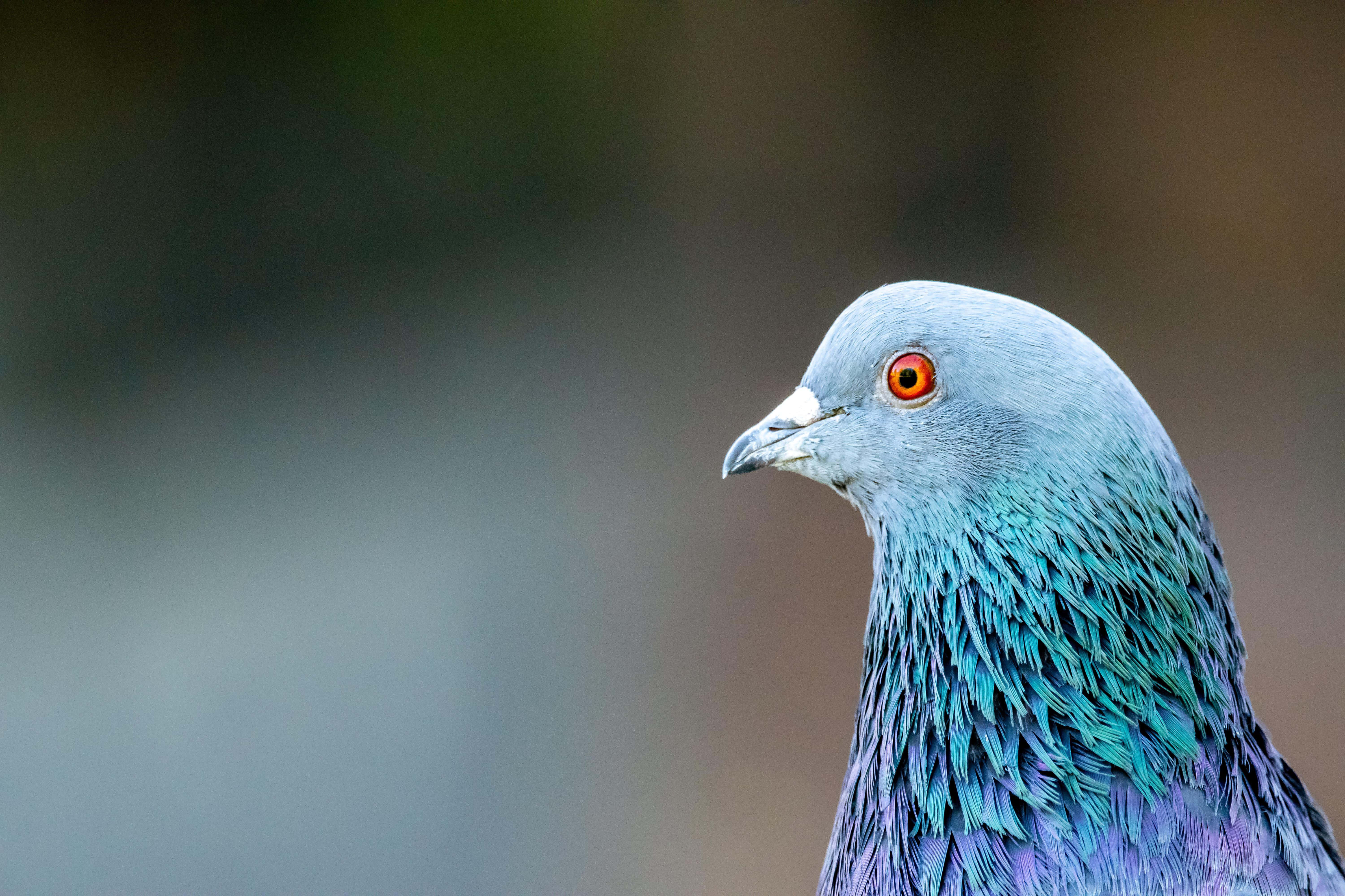 Beautiful Birds 桌布 壁紙 — 鴿子頭部特寫，展現出虹彩般的藍色和紫色羽毛，以及一雙明亮的橙色眼睛，背景模糊。