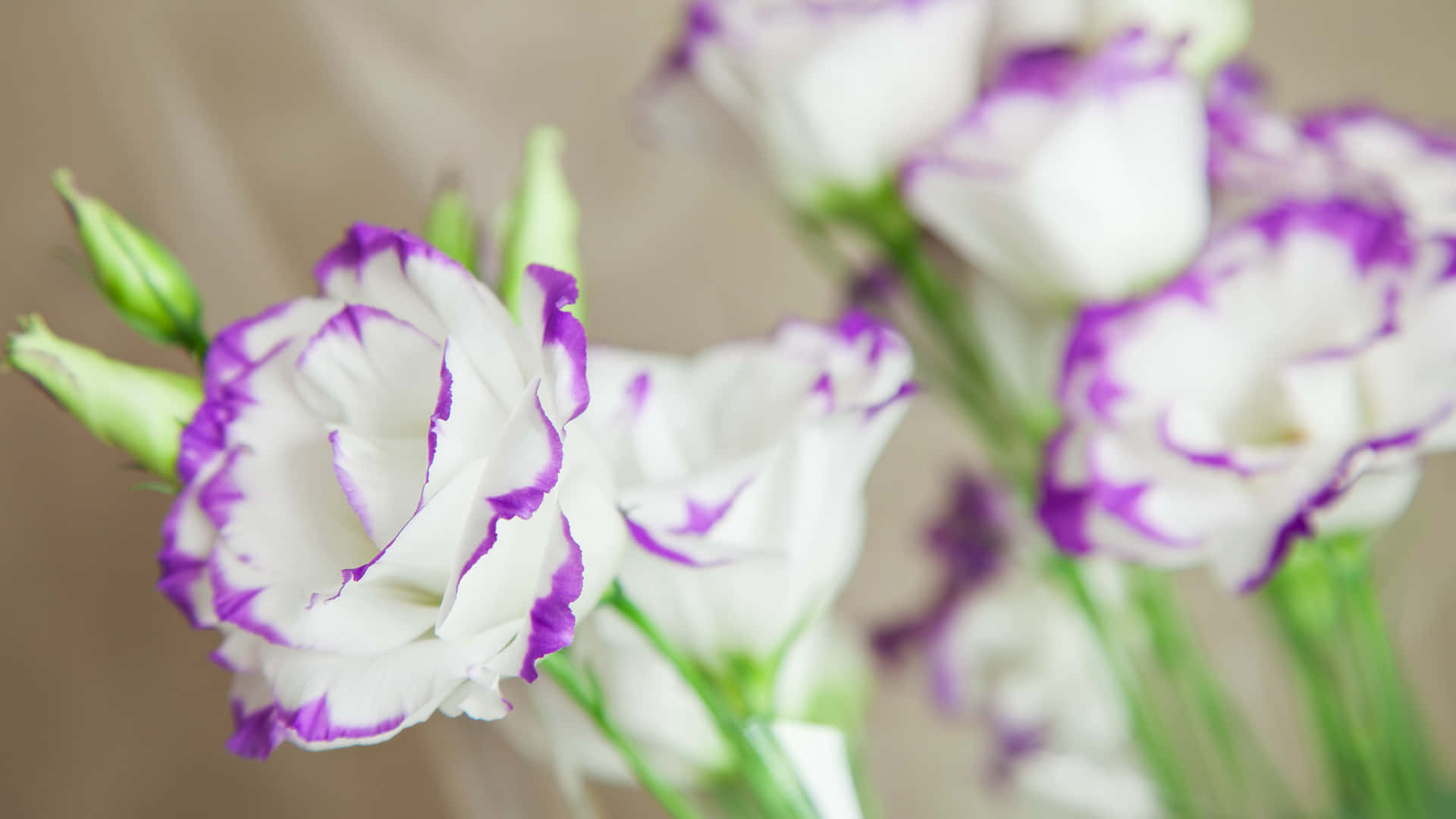 柔和焦點花束中的紫色邊緣白色花朵