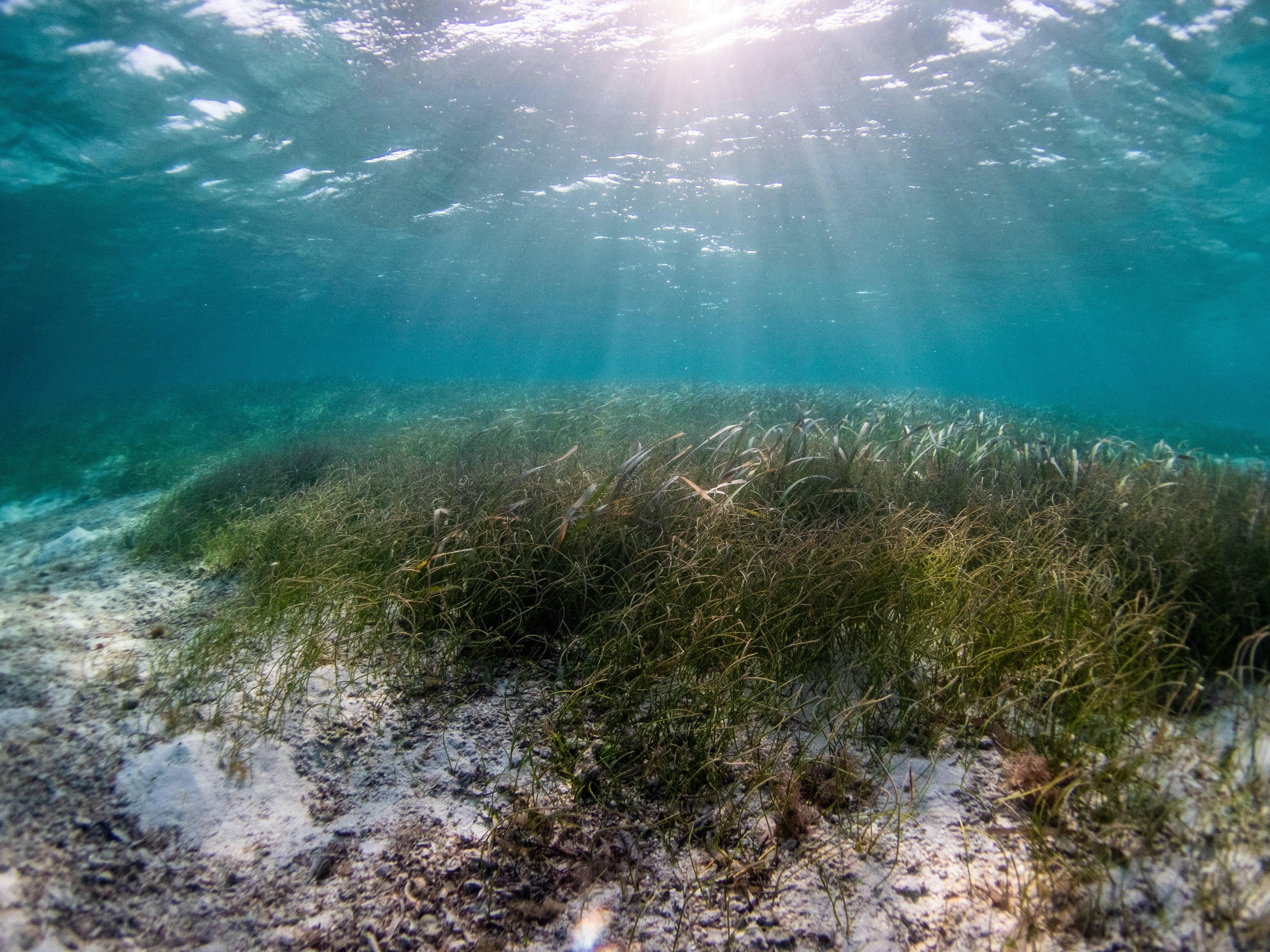麵條狀海草海藻水下植物叢 壁紙 — 陽光穿過碧綠海水，照亮沙質海底上搖曳的茂密海草床。