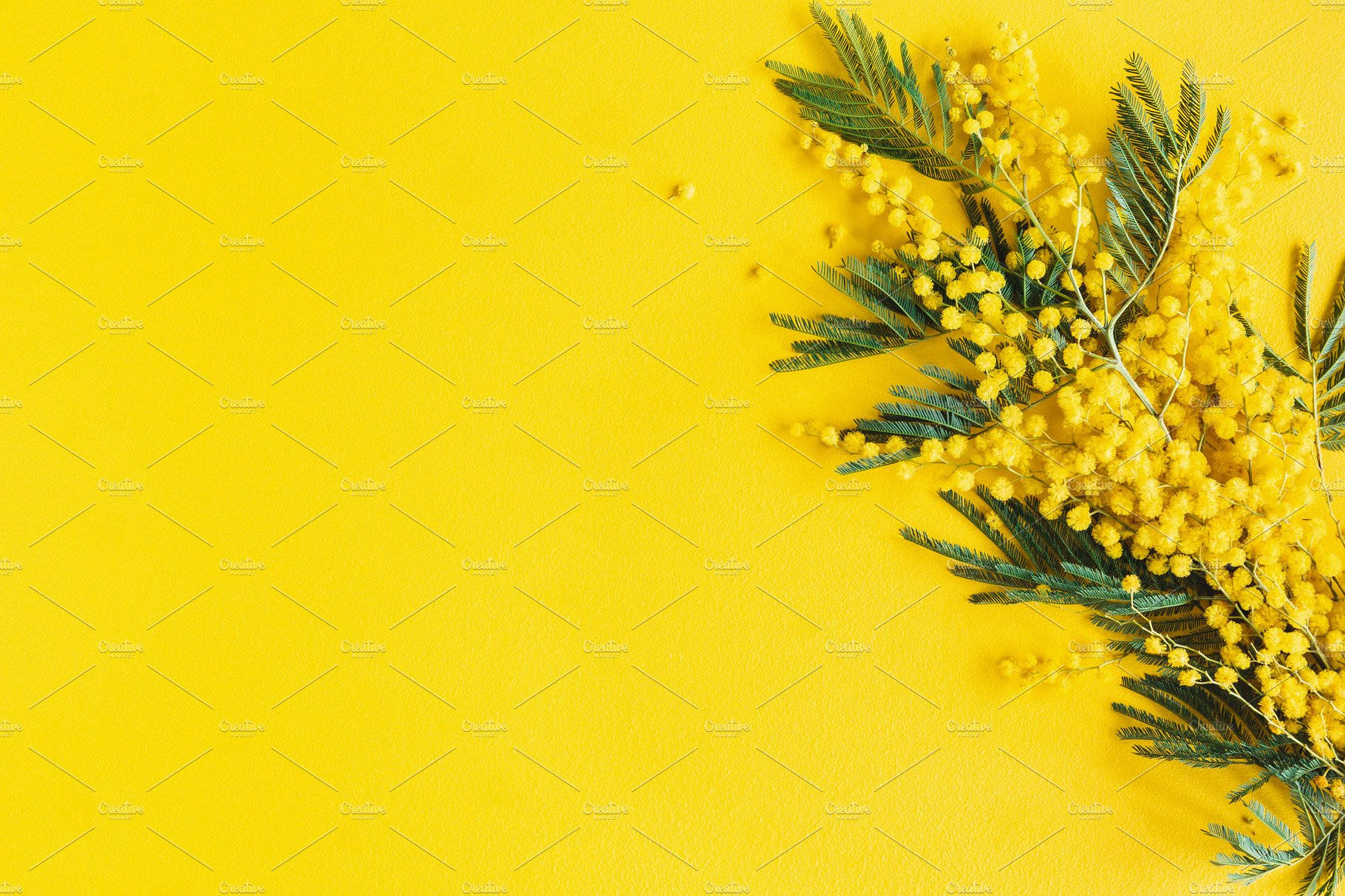 黃色含羞草花和綠葉在黃色背景上。