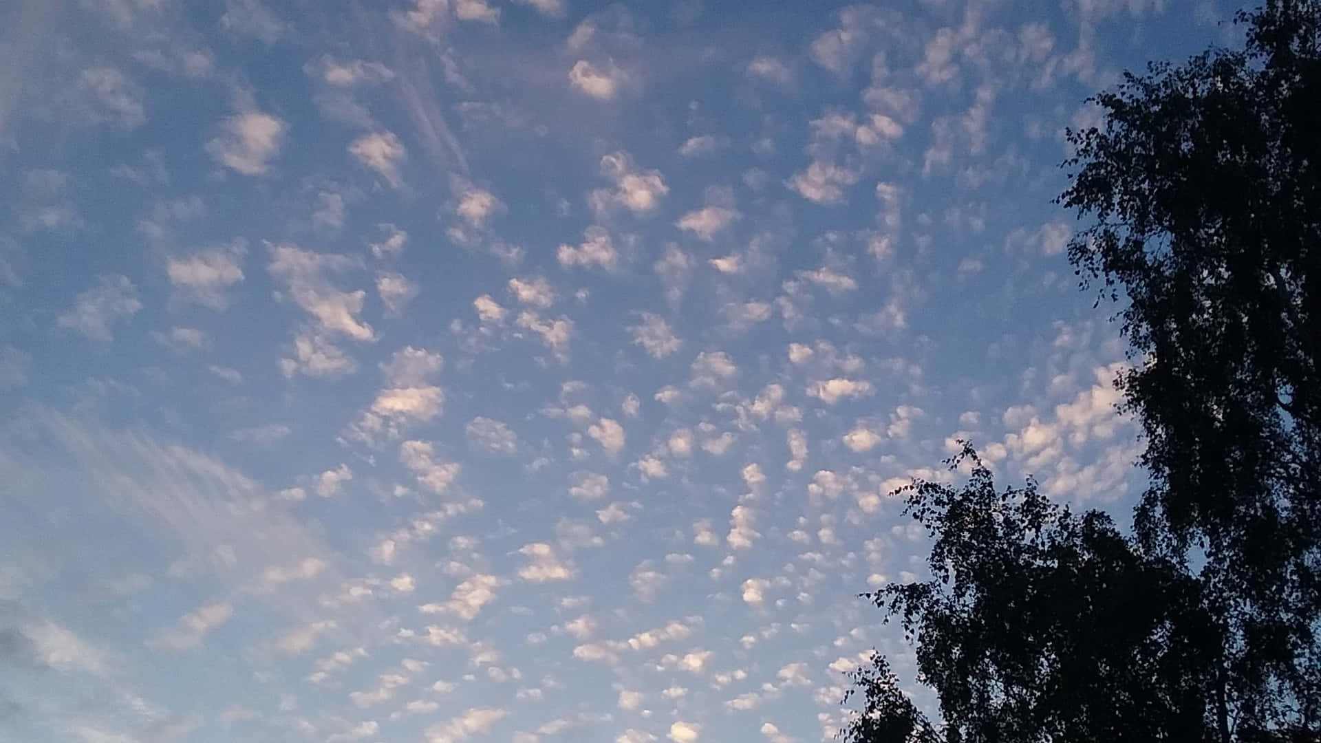 深色樹枝在藍天白雲的襯托下形成剪影