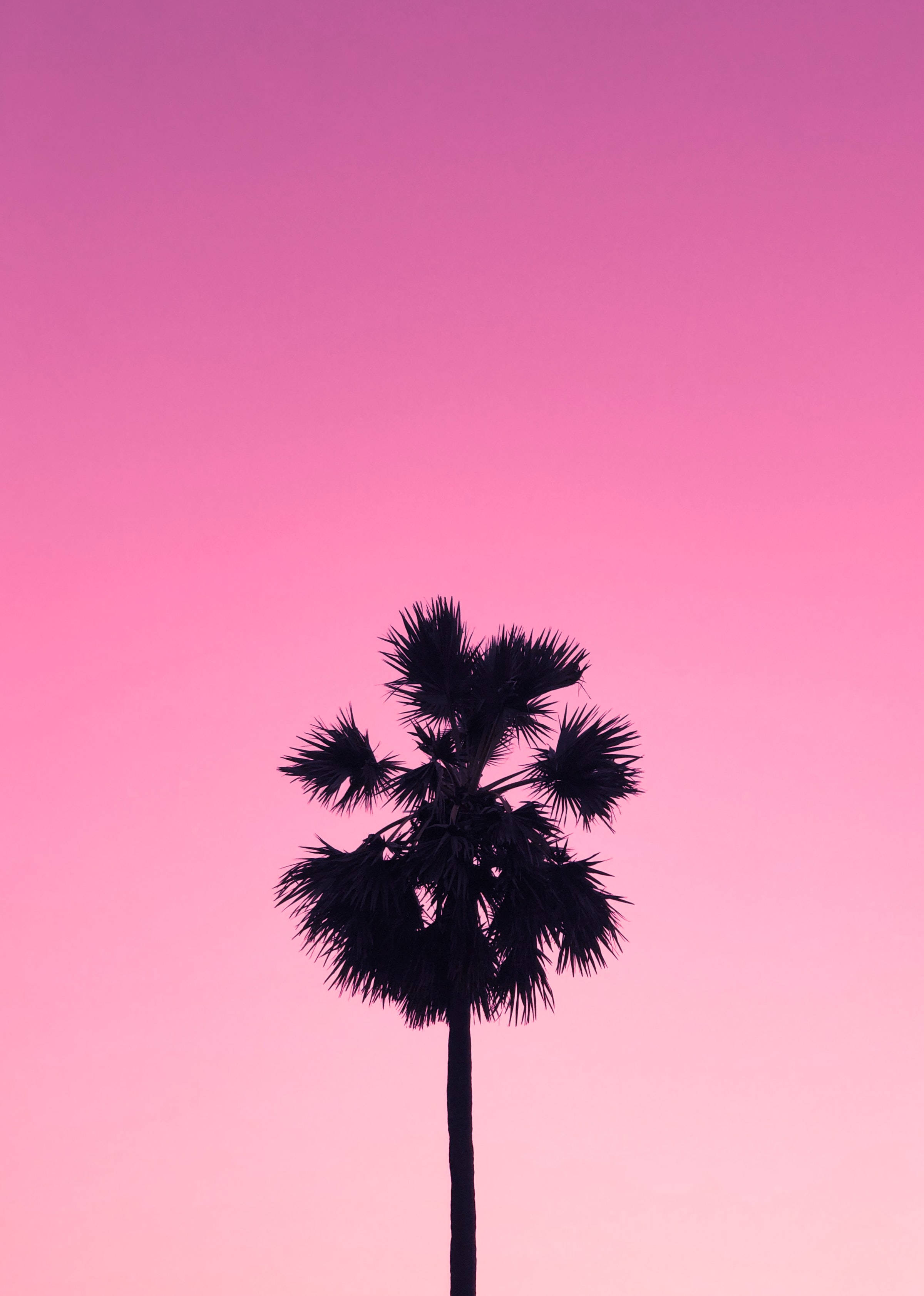 Palm Tree Sunset 桌布 壁紙 — 黃昏時分，一棵孤獨的棕櫚樹剪影在漸變粉紅色的天空下高高聳立。