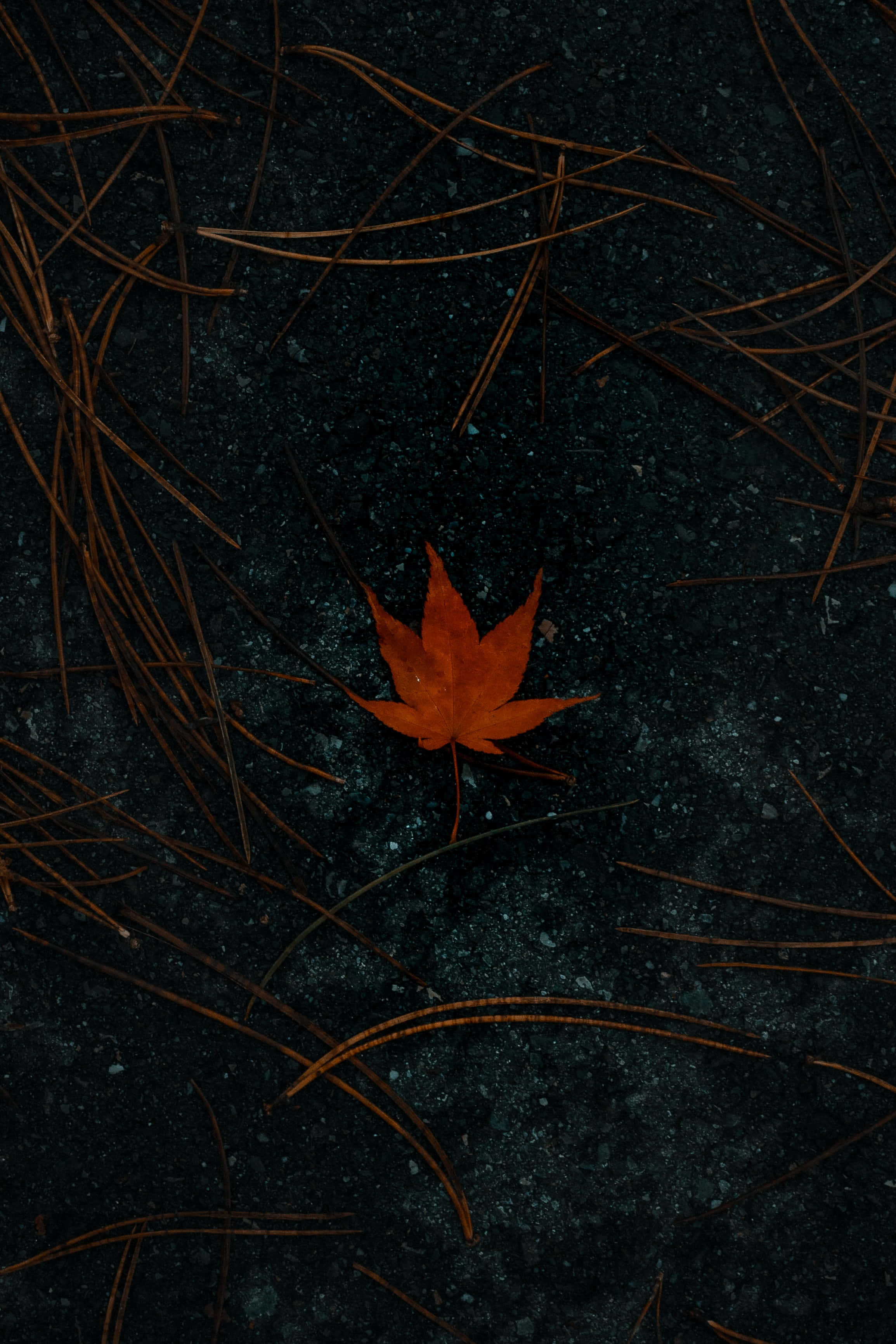 黃昏時分壯麗的山脈全景 壁紙 — 一片鮮豔的橙色楓葉躺在深色泥土上，周圍散落著棕色松針。
