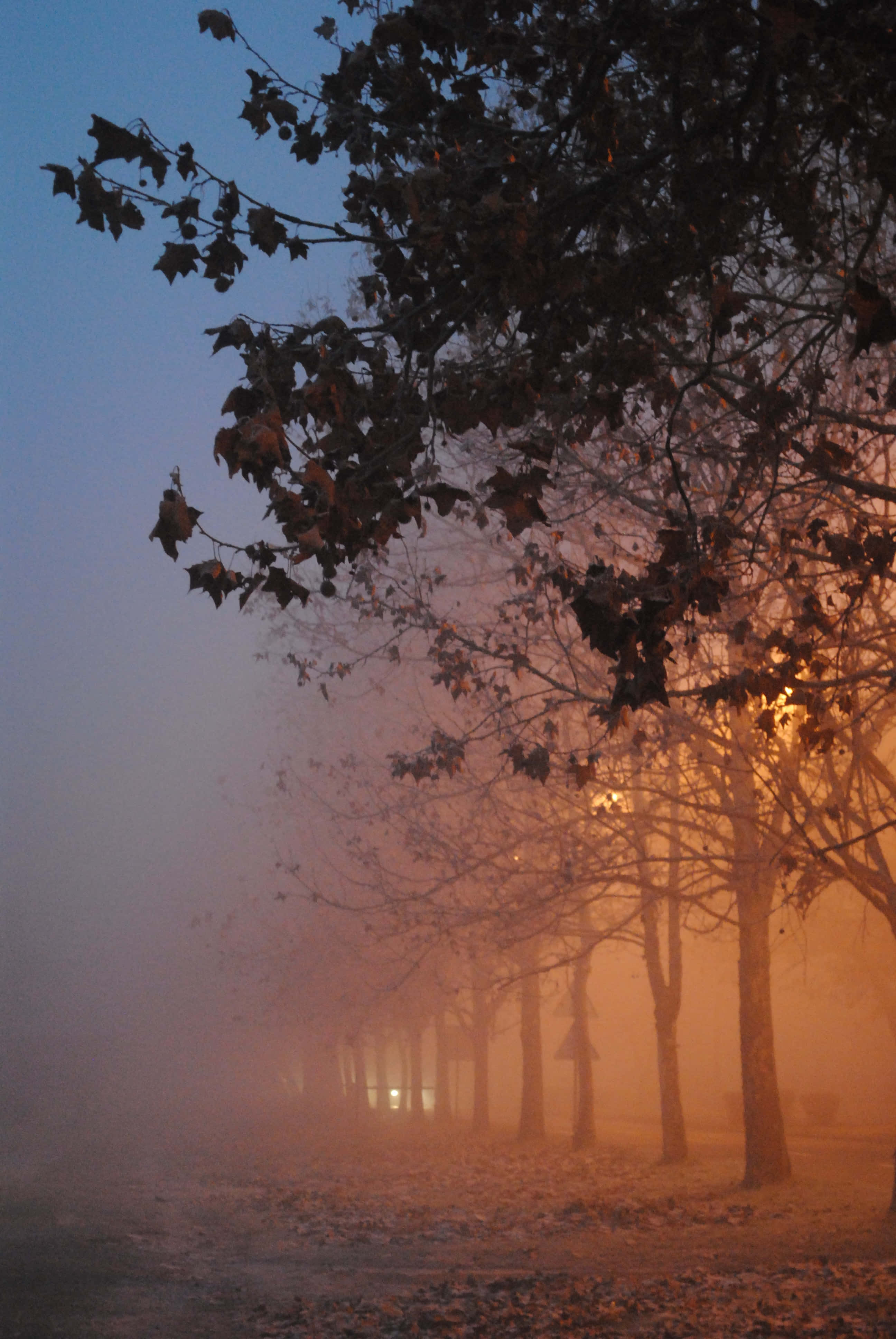 Fall Fog 桌布 壁紙 — 黃昏時分霧氣瀰漫的冬季公園，光禿禿的樹木在溫暖的路燈映襯下形成剪影，金色光芒穿透薄霧。