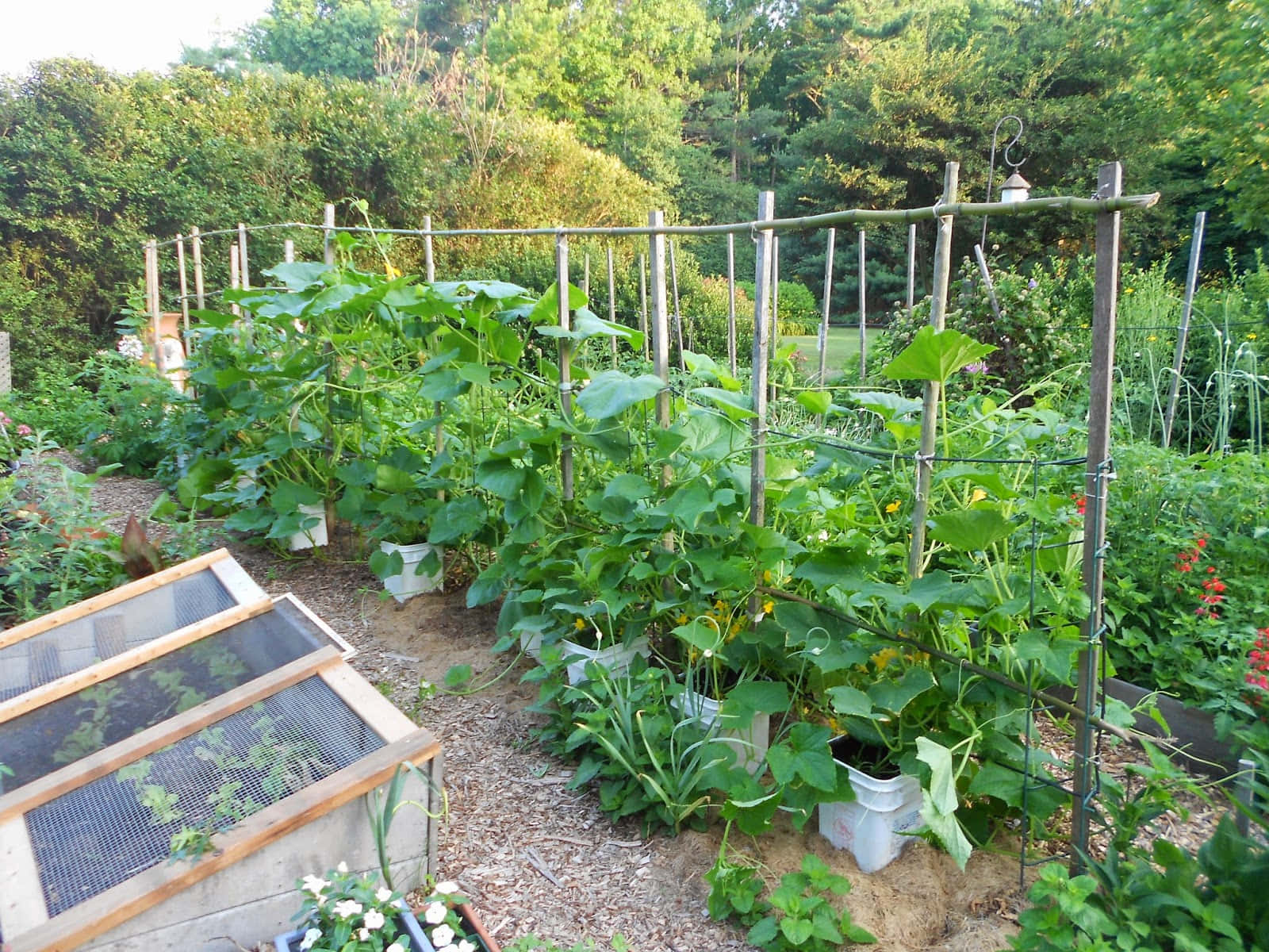 茂密的黃瓜植物攀爬在木製棚架上，位於陽光明媚的後院花園中，帶有冷框。