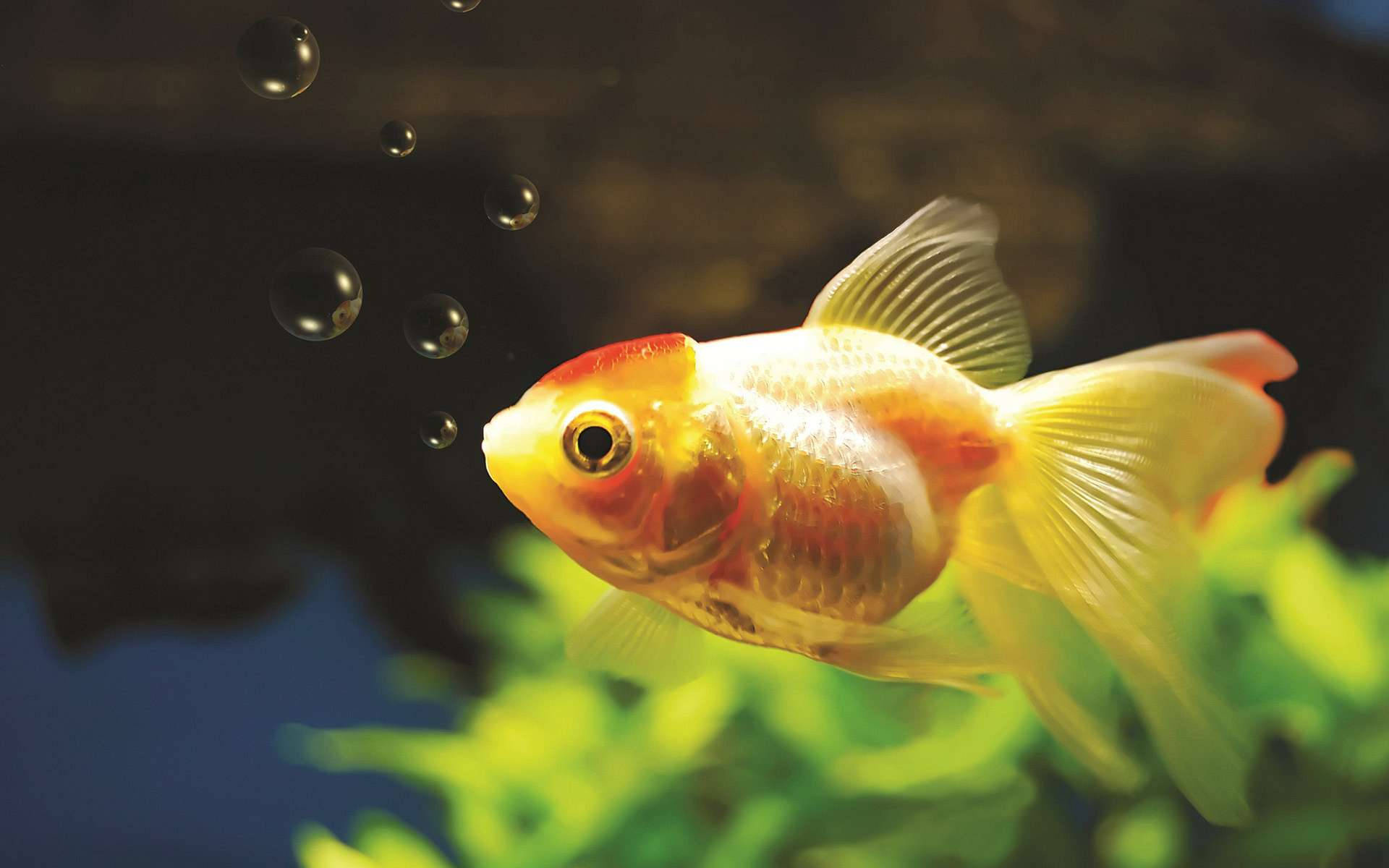 黃白相間的觀賞金魚 壁紙 — 一條鮮豔的橙色和白色金魚在黑暗的水族箱中優雅地游近綠色植物，氣泡上升。