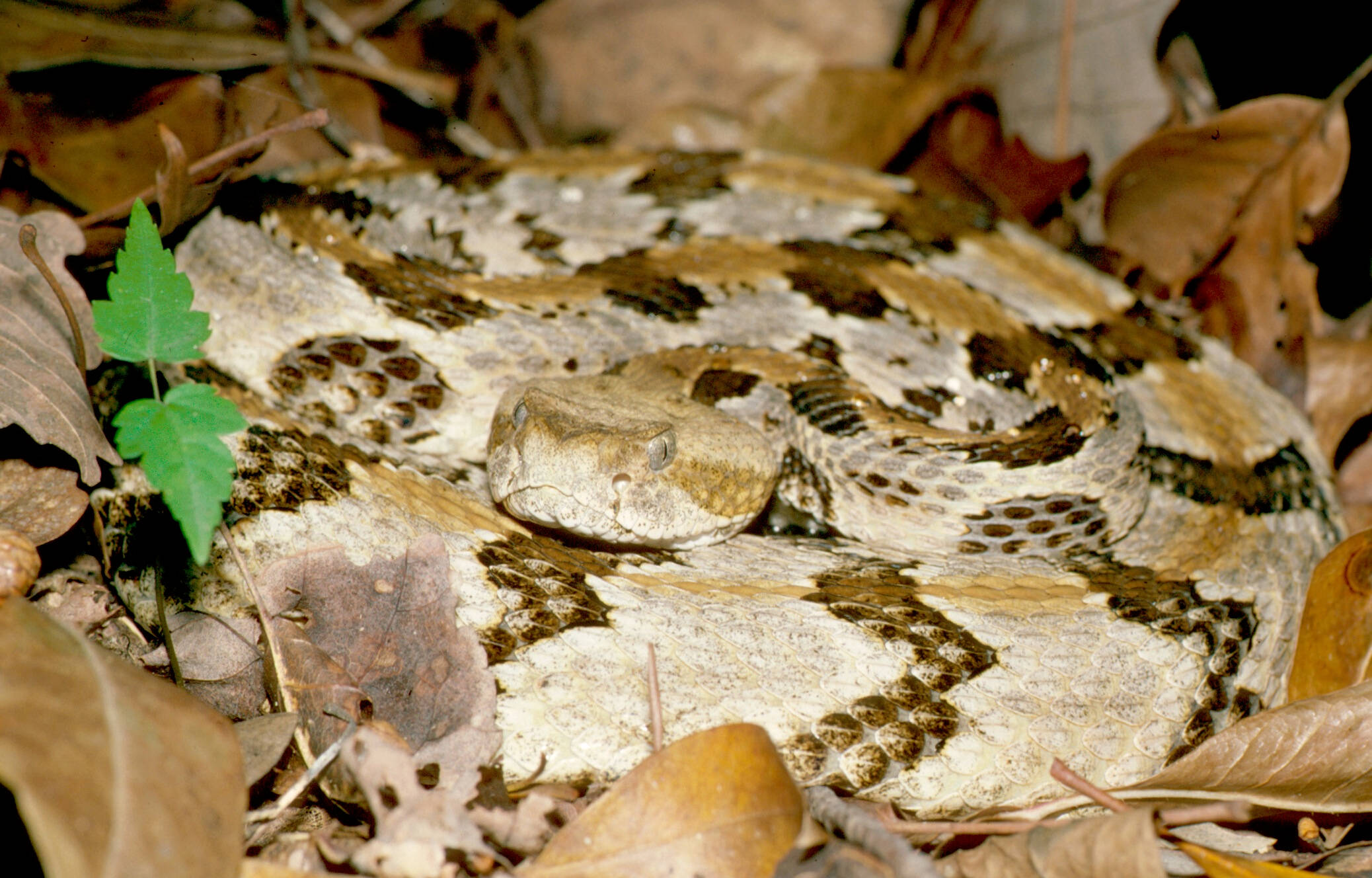 黃米色 Timber Rattler 蛇 壁紙 — 一條盤繞的響尾蛇，帶有斑駁的棕色和棕褐色鱗片，偽裝在乾燥的秋葉和一片綠葉之間休息。
