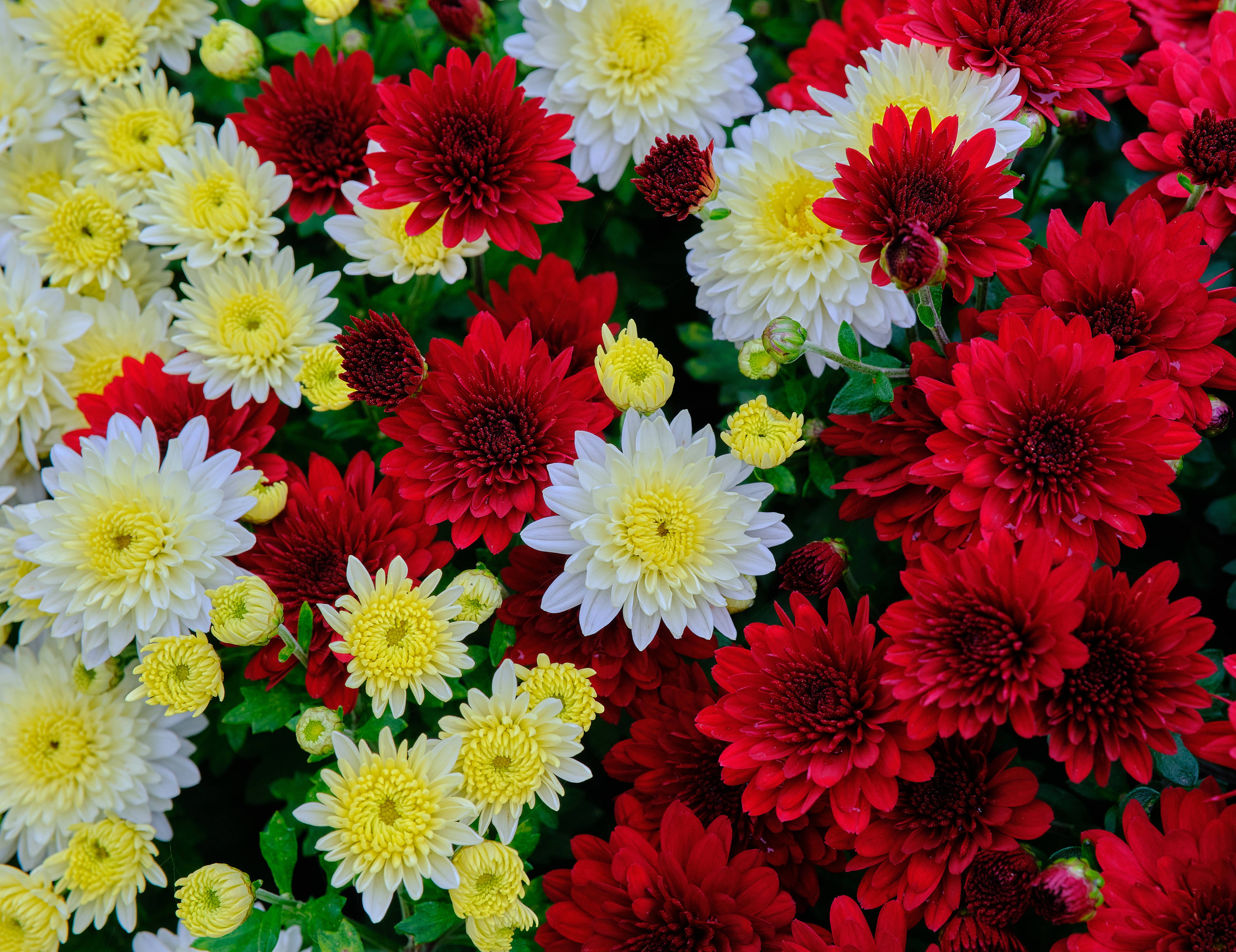 黃紅白三色花朵 壁紙 — 鮮豔的紅色、白色和黃色菊花在茂密的綠色葉子襯托下密集綻放，形成色彩繽紛的花卉掛毯。