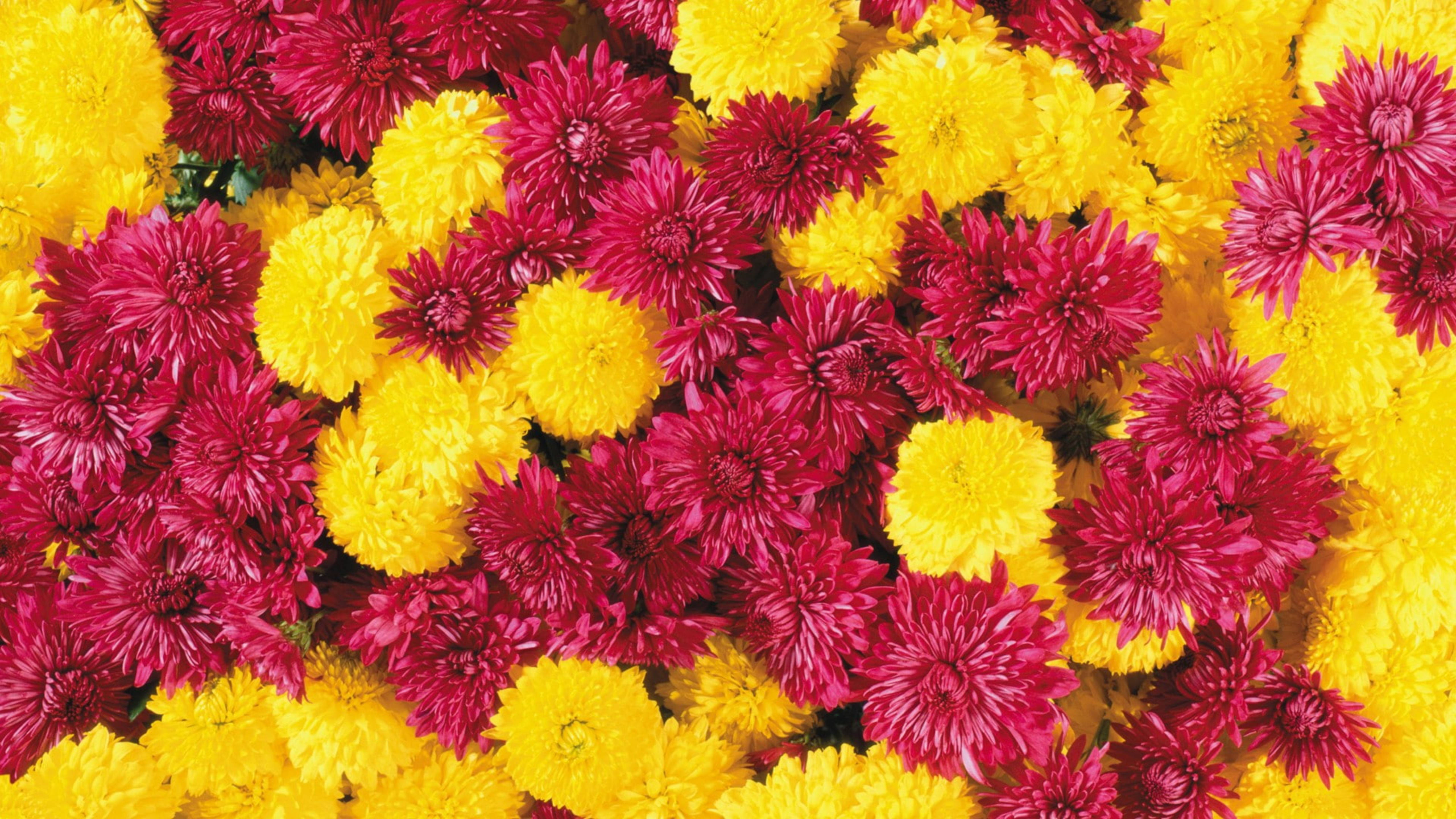 黃紅菊花 壁紙 — 鮮黃色和深洋紅色的菊花密集地排列在色彩繽紛的花藝佈置中。
