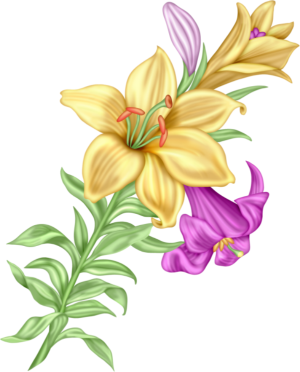 黃紫相間唐菖蒲插畫 壁紙 — 鮮黃色和紫色的百合花，襯著綠色莖幹，在純黑背景下優雅綻放。