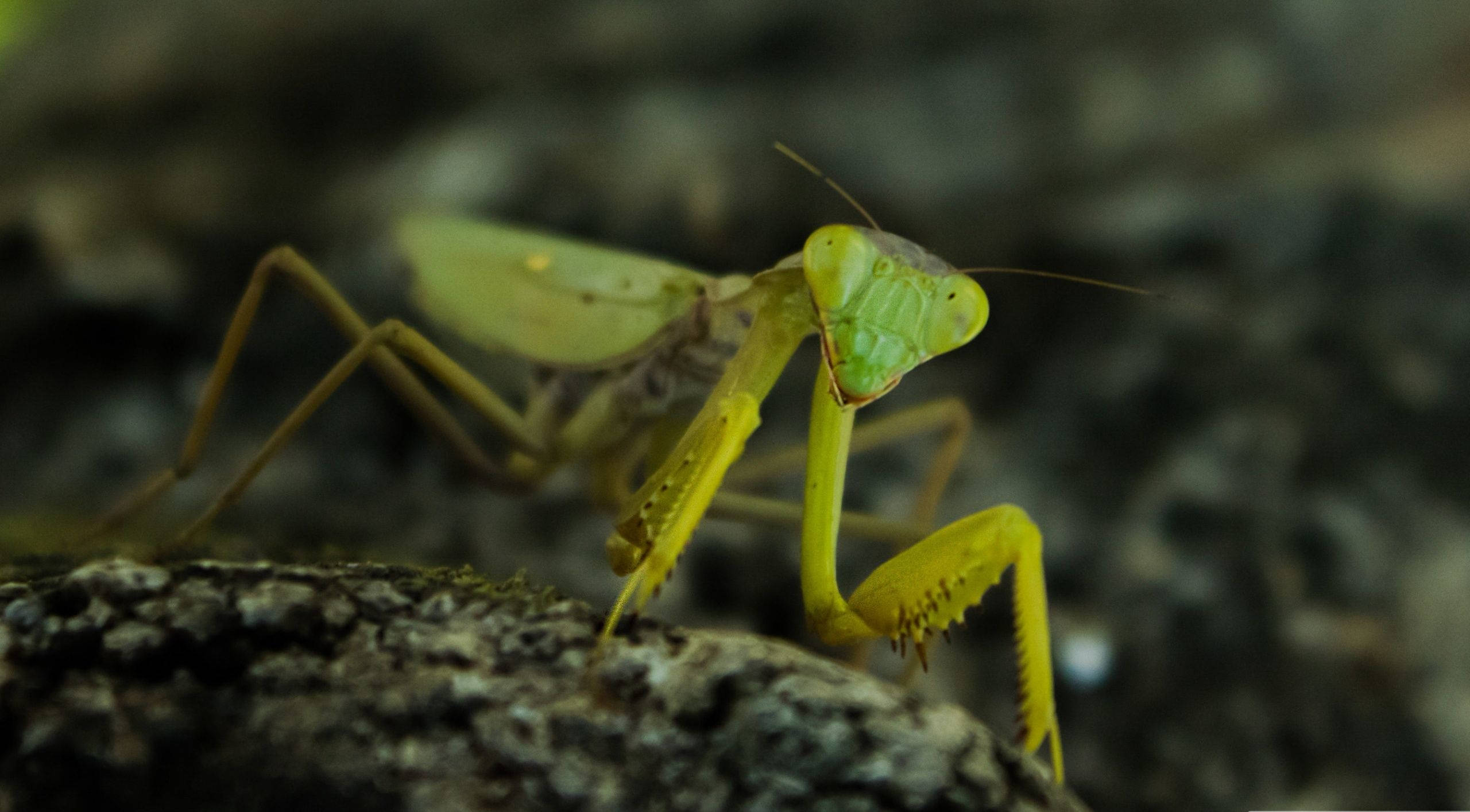 黃綠禱 mantis 壁紙 — 一隻充滿活力的綠色螳螂警覺地棲息在紋理樹皮表面上，背景是模糊的泥土色。