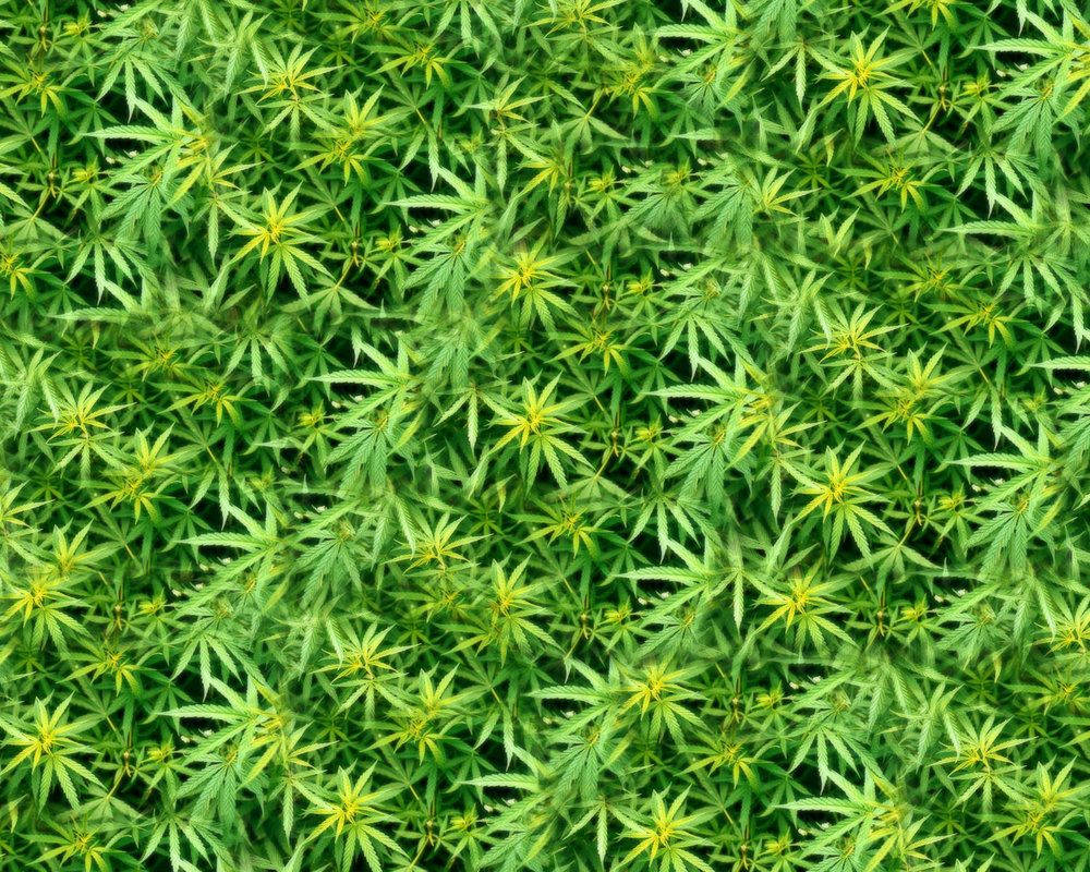 茂盛綠色大麻植物的特寫，帶有黃色中心。