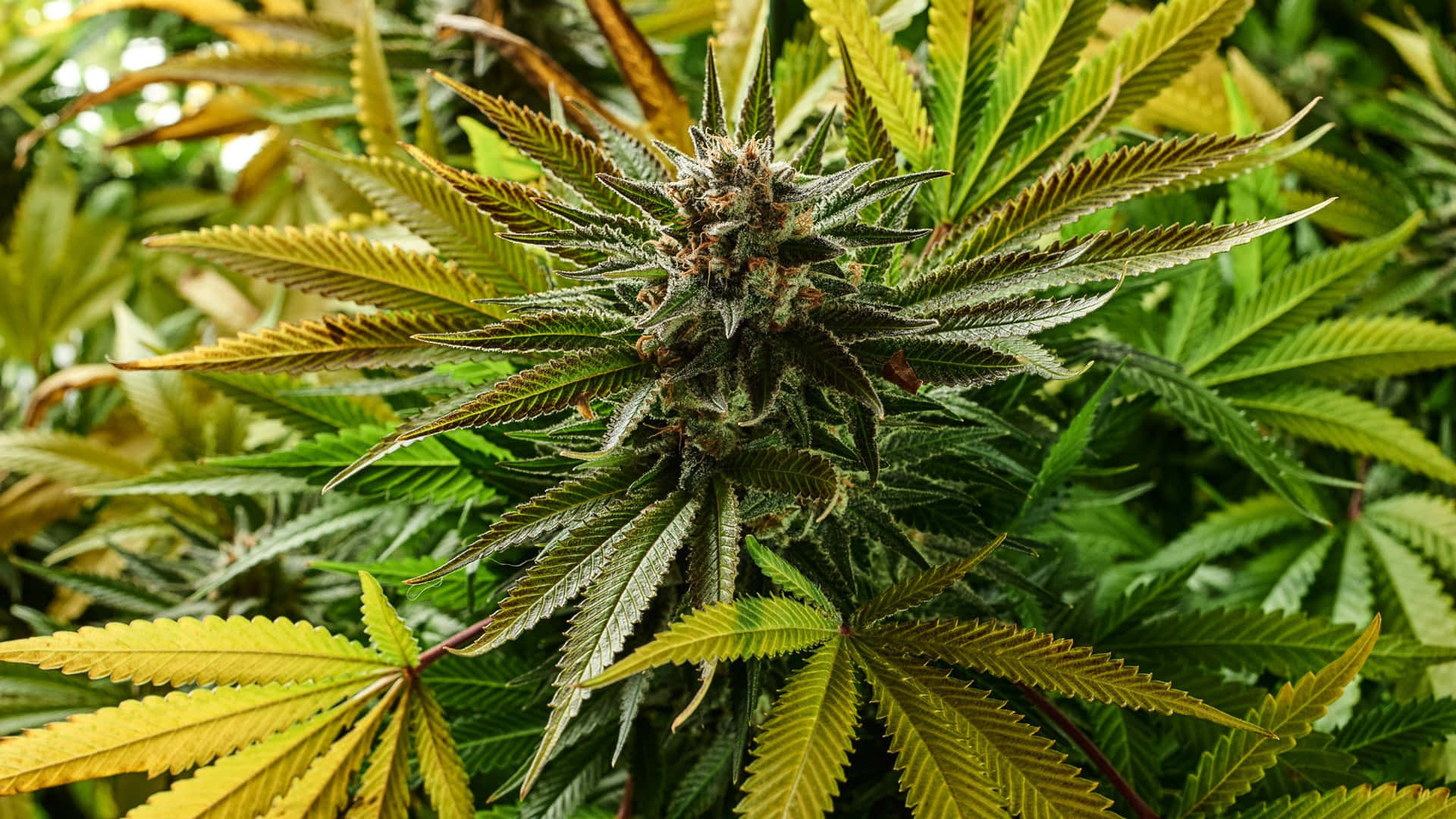 成熟大麻植物，帶有密集的花蕾和鋸齒狀的綠葉。