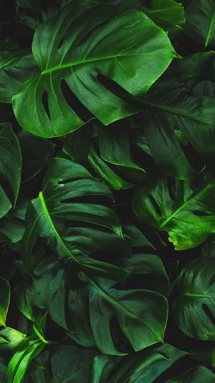 黃綠龜背竹植物手機 壁紙