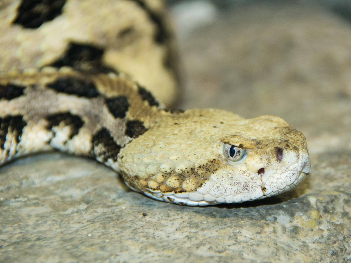 黃色 Timber Rattler 蛇近距離特寫 壁紙 — 特寫一條帶有圖案鱗片的響尾蛇，棲息在紋理岩石上。