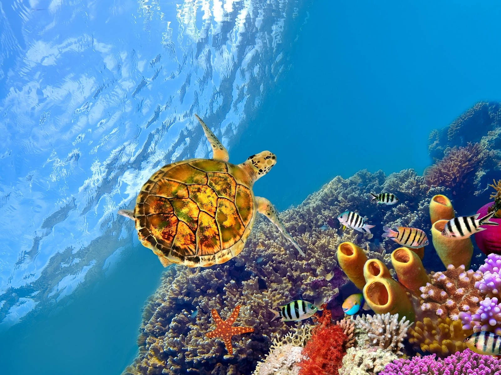 海龜在珊瑚礁附近與熱帶魚和海星一起游泳