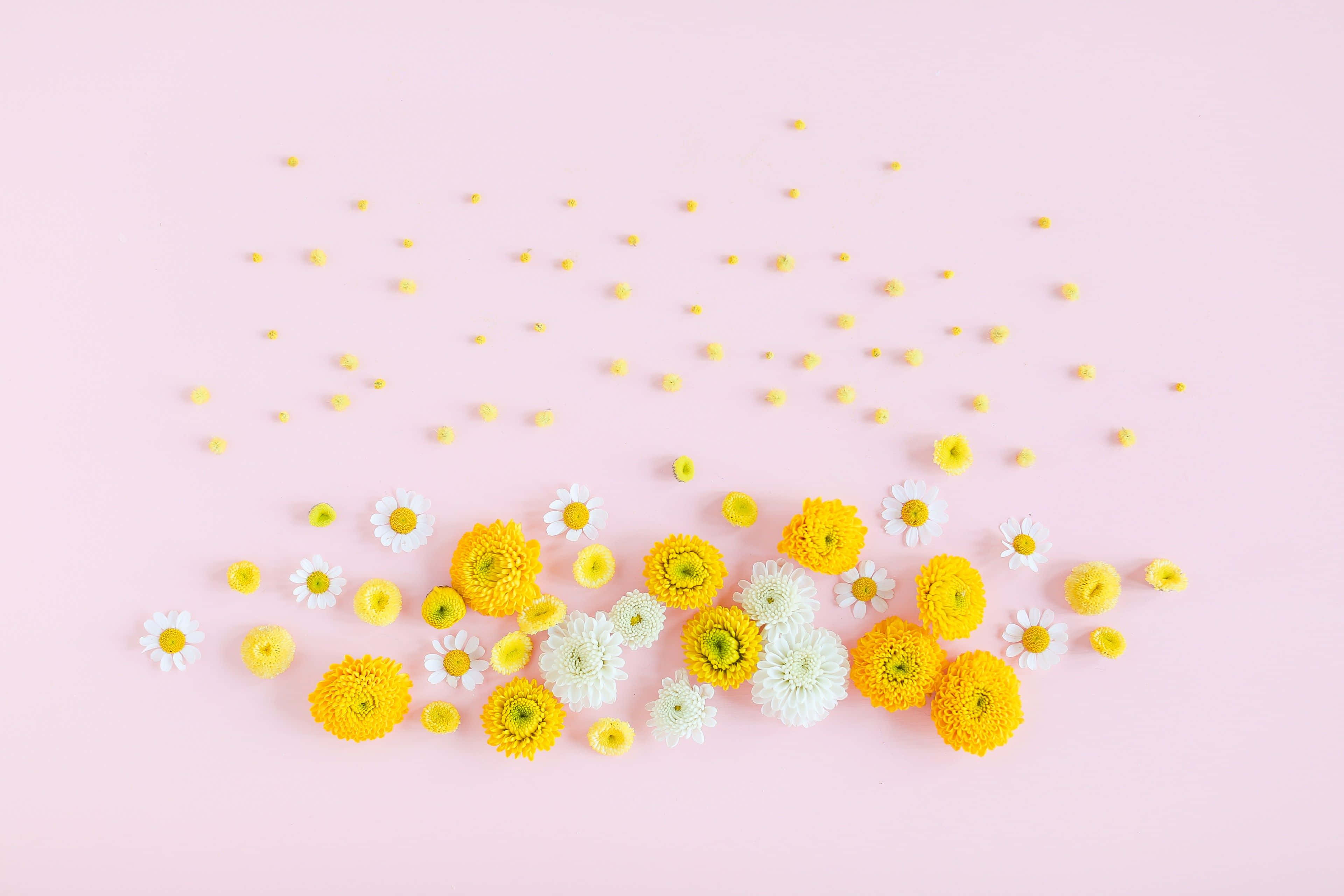 Spring Pastel 桌布 壁紙 — 黃色和白色雛菊及菊花散落在柔軟的粉紅色背景上的平鋪佈局。